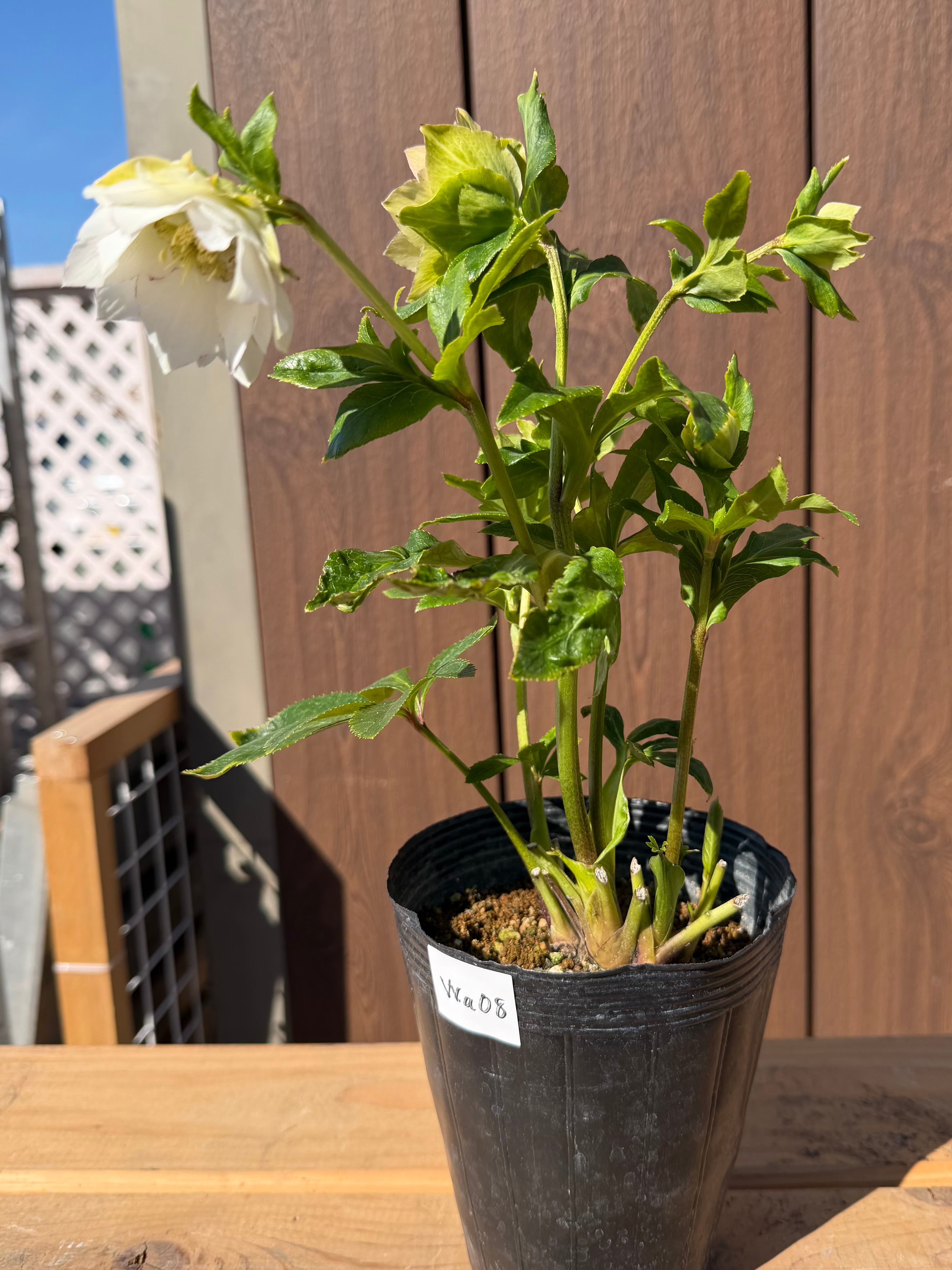 シャルウィダンス 若泉ファーム クリスマスローズ【Wa08】送料無料