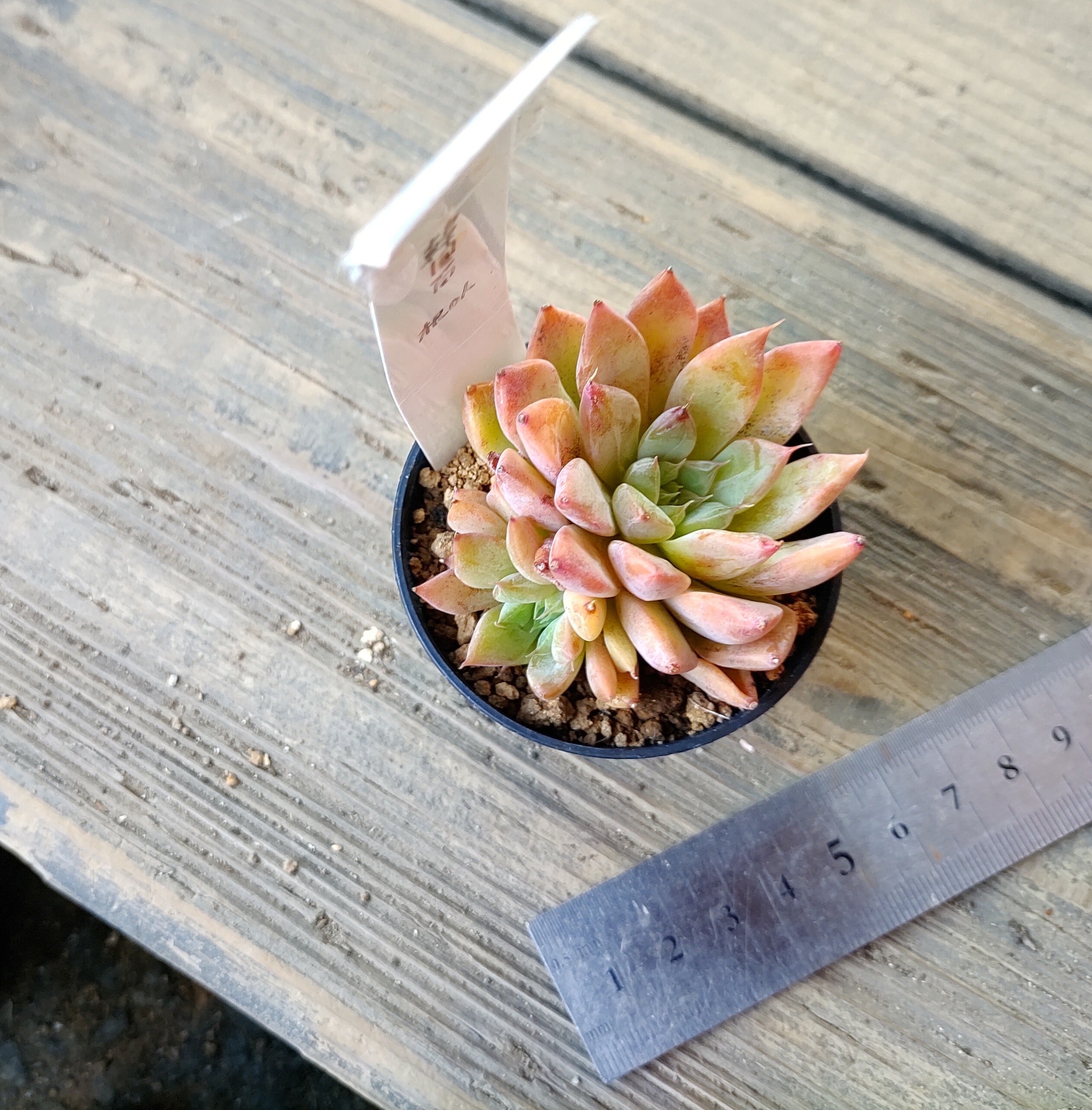韓国苗 | RuPo 多肉植物専門店
