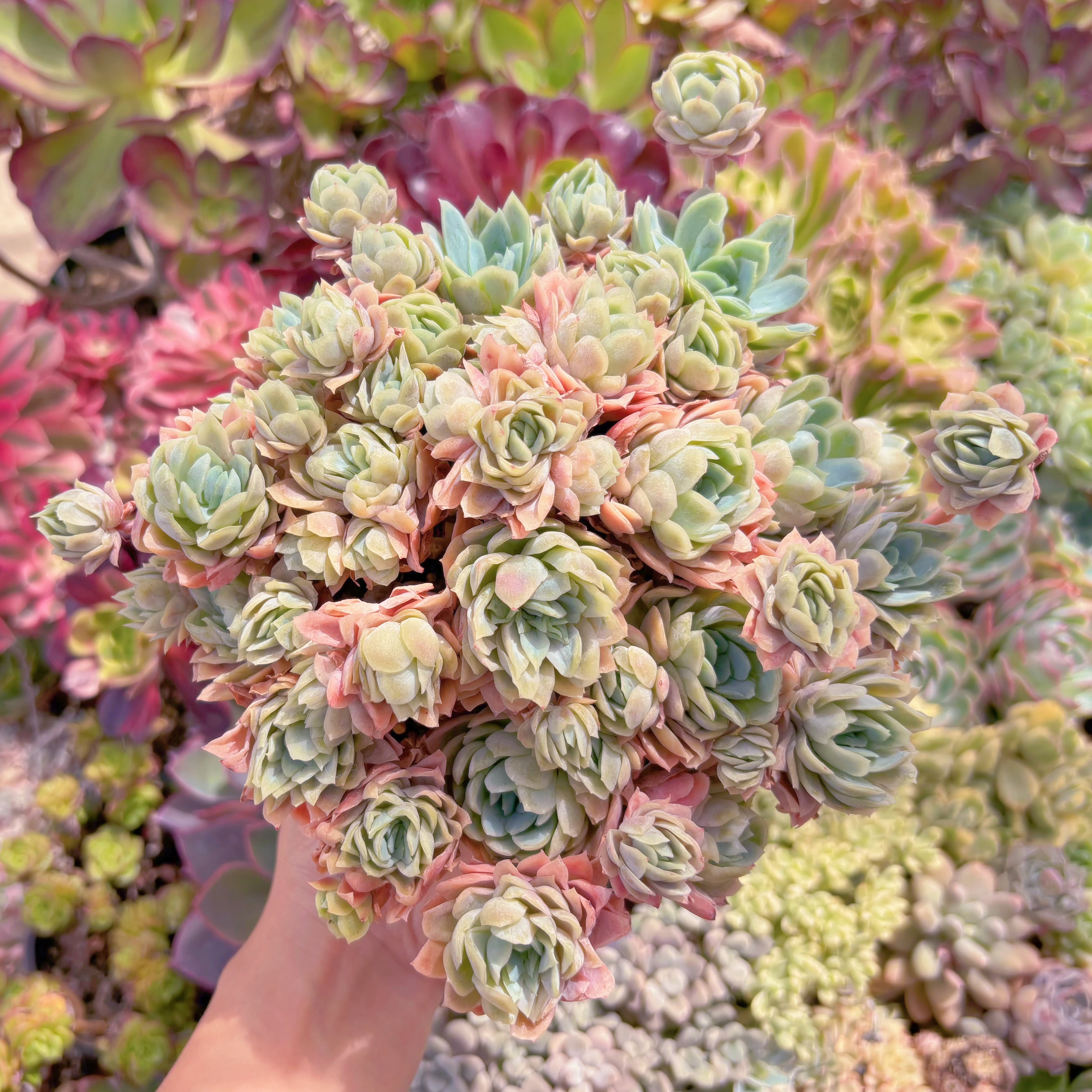 現品　クィーンローズ覆輪錦#F057　大群生　新入荷