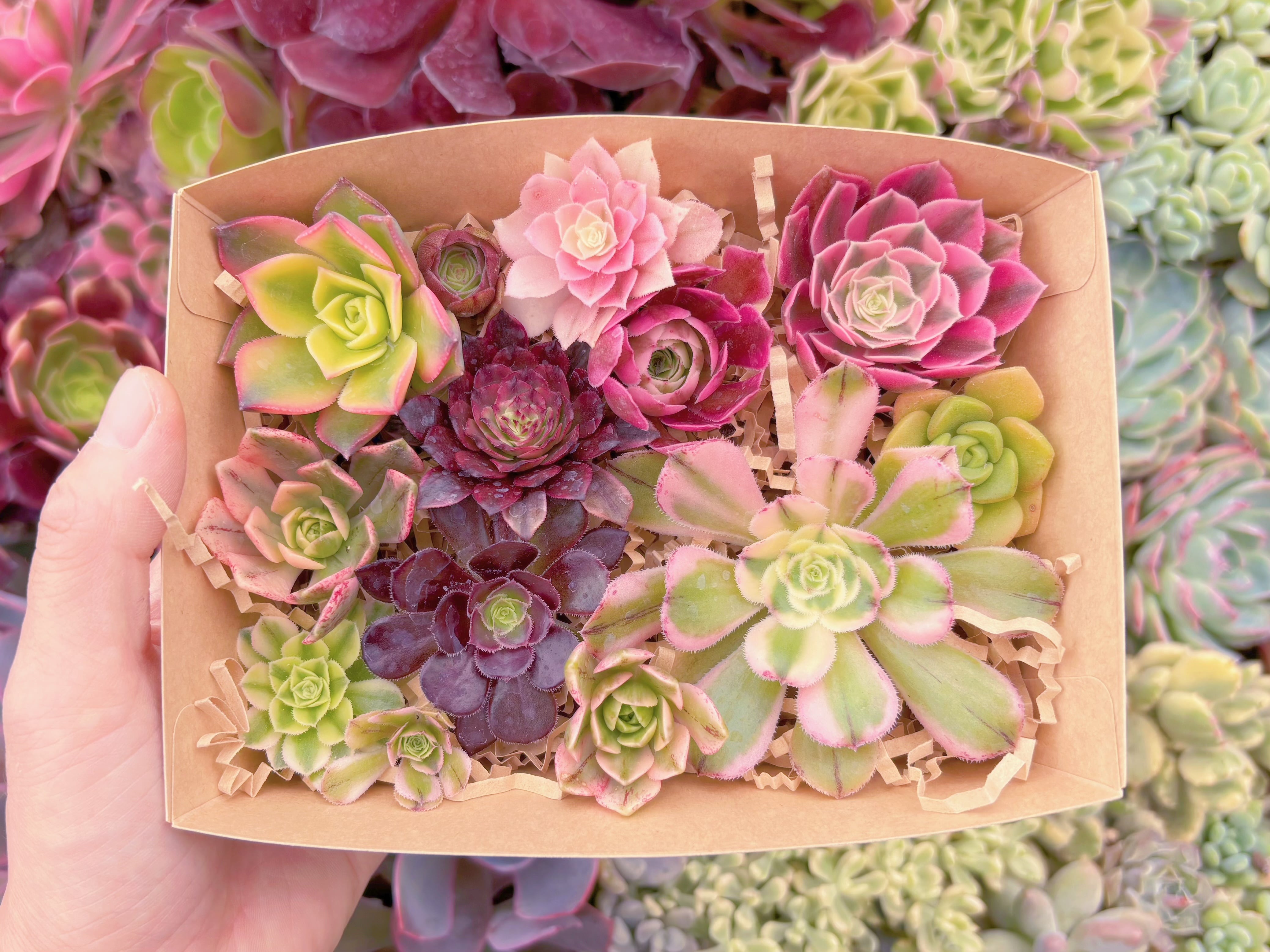 現品　寄せ植えセット#807　るる農園