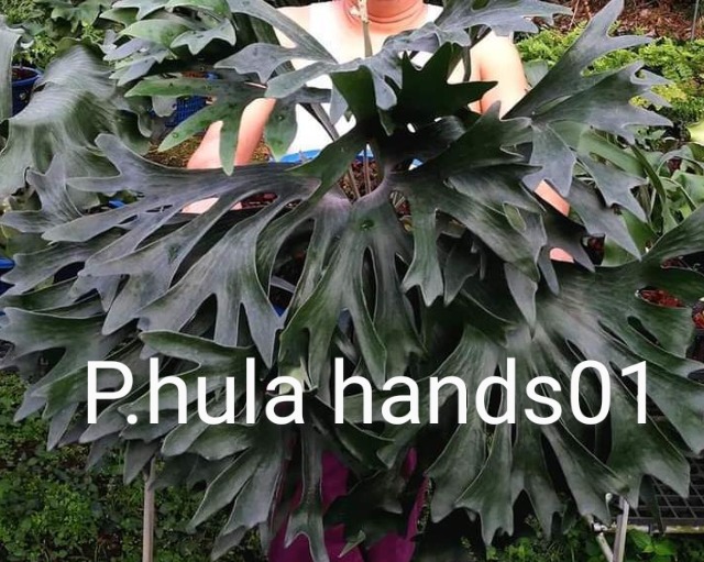 ビカクシダ【フラハンズ】P.hillii cv.Hula Hands #1 | opossum 