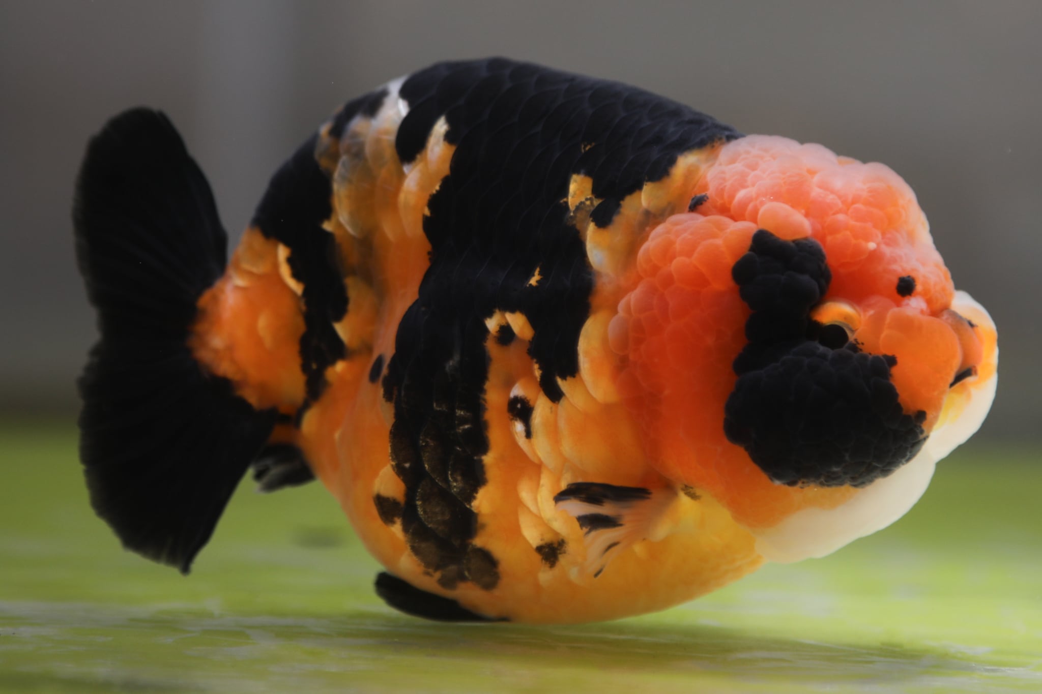 中国らんちゅう 江戸錦 16.0cm | 金魚大地