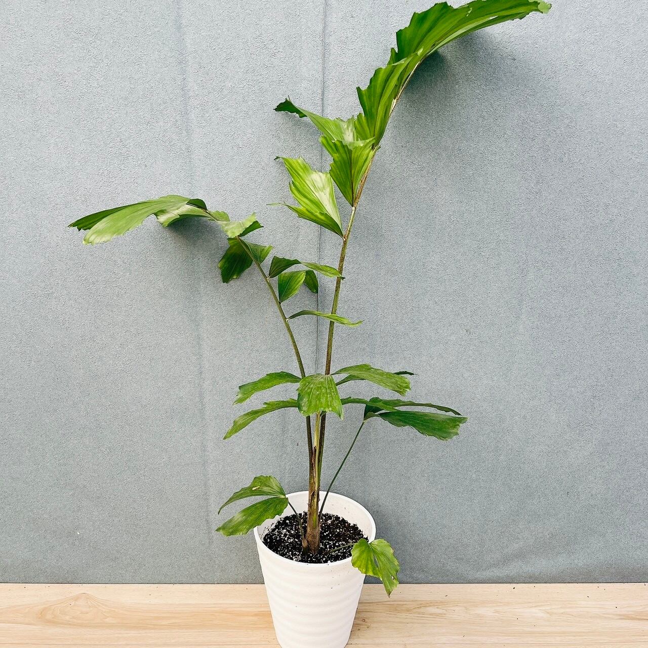 現品］【希少】01 クジャクヤシ 7号 ヤシ 観葉植物 レア おしゃれ ヤシ