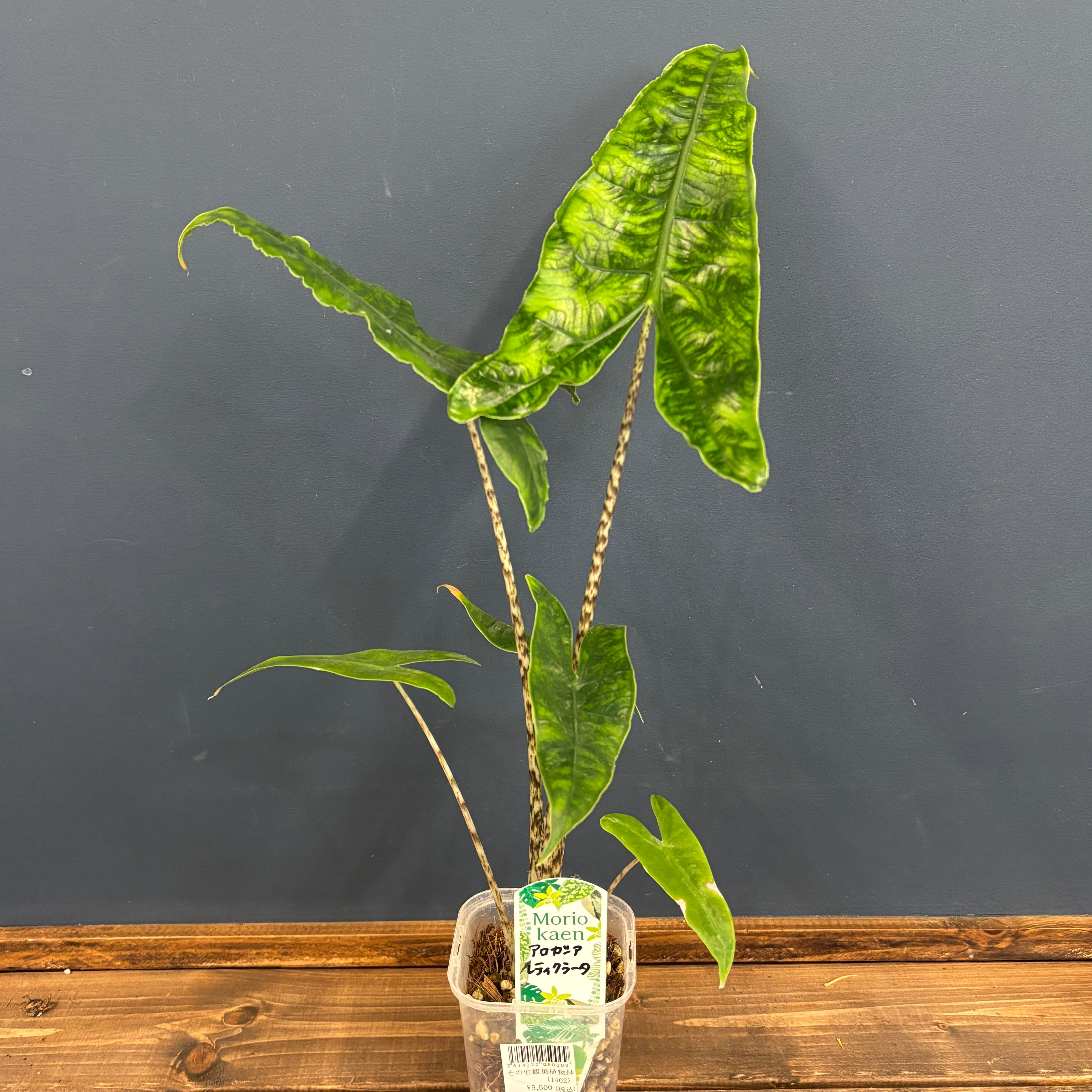Alocasia Zebrina var. アロカシア・ゼブリナ 斑入り アロカシア ゼブリナ レティキュラータ(レティクラータ)【355