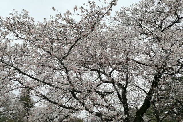 桜の花見002