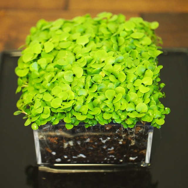 めだか水産オリジナル 水草スクエアポット 大きい葉 めだか水産 苔部