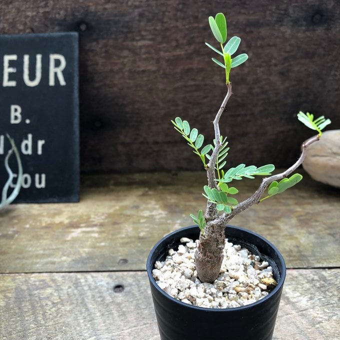 センナ メリディオナリス Senna meridionalis コーデックス 塊根植物