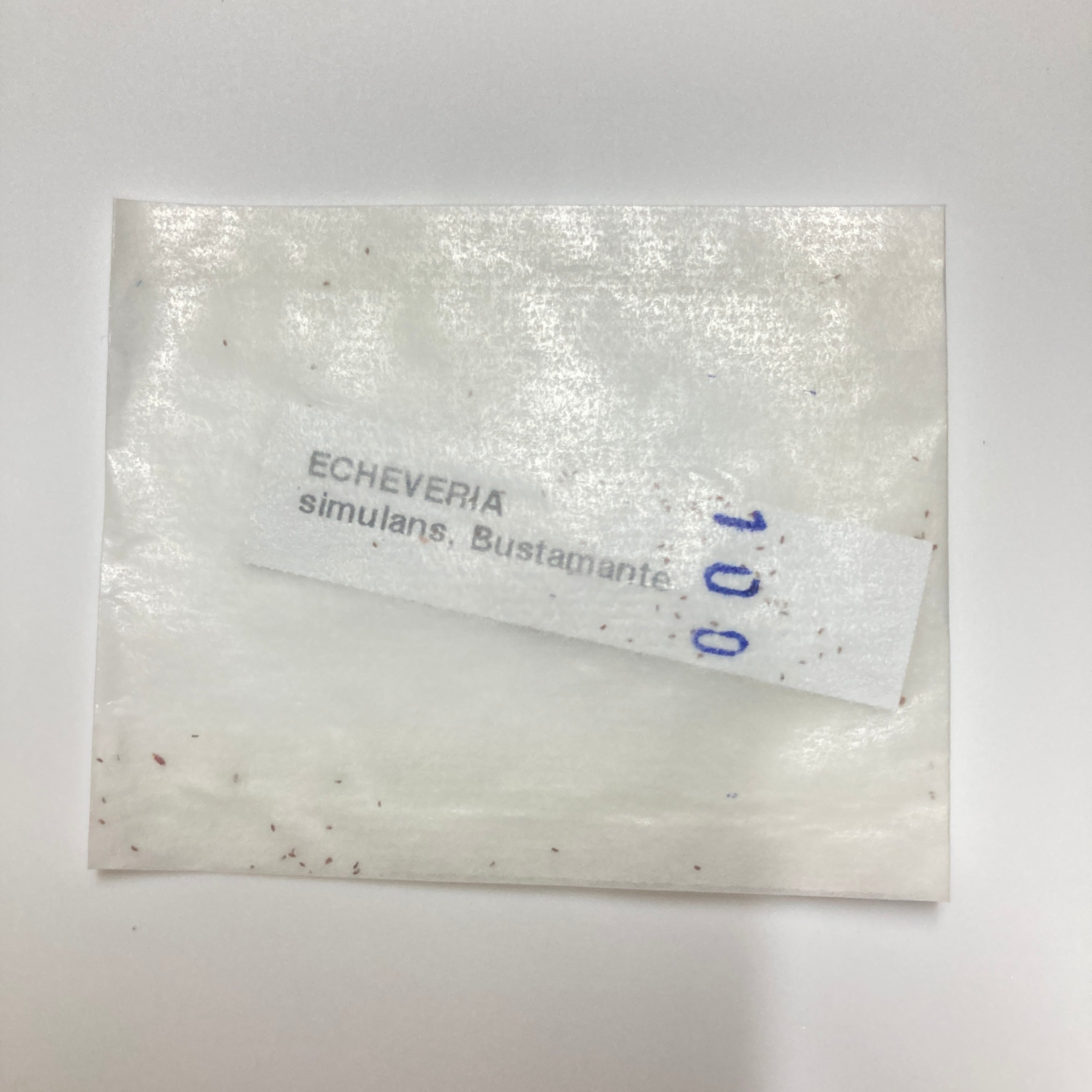種子】simulans Bustamante シムランスブスタマンテ 100粒 未開封 札