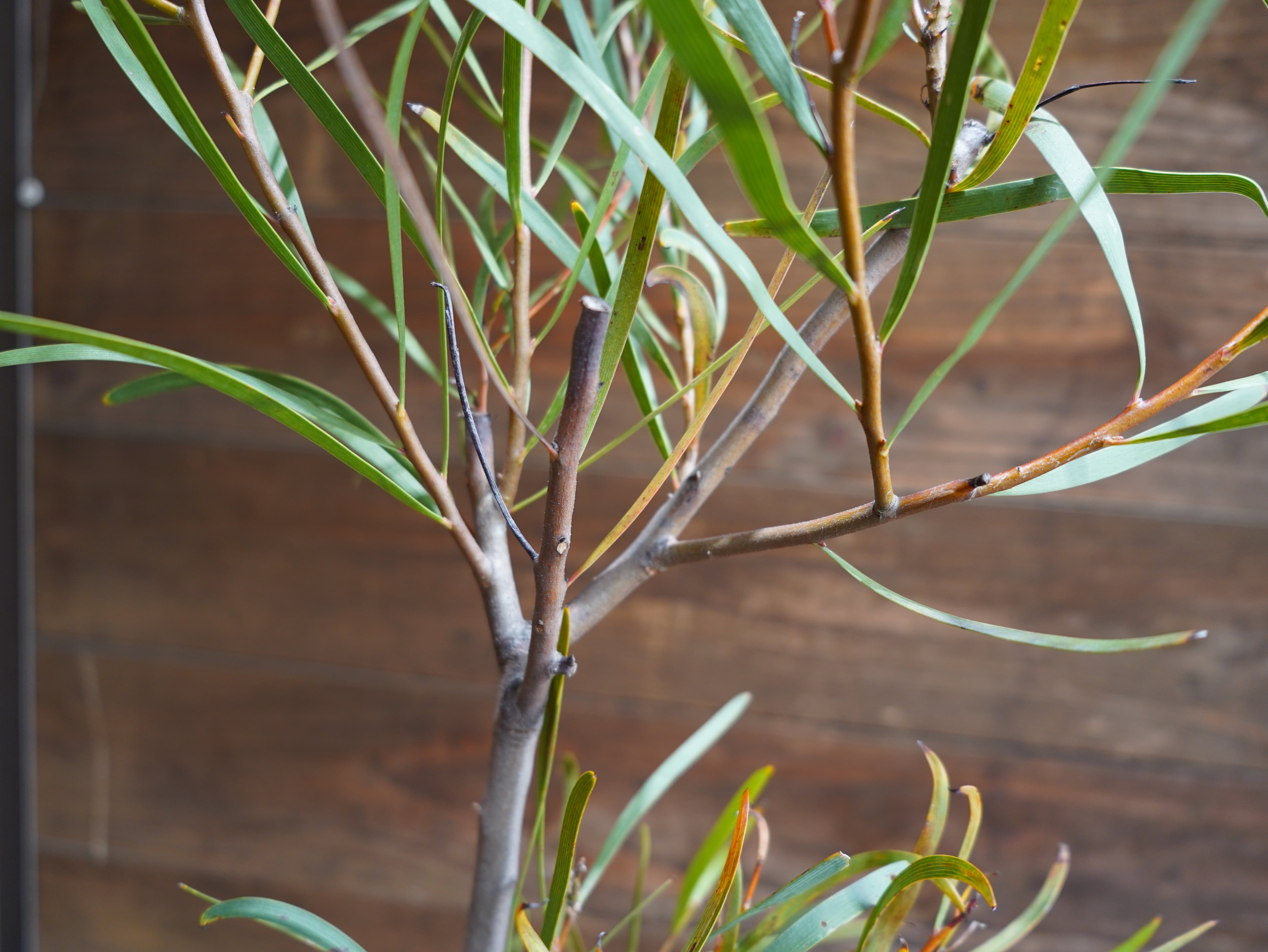 【現物】ハケア　”マルチリネアータ”