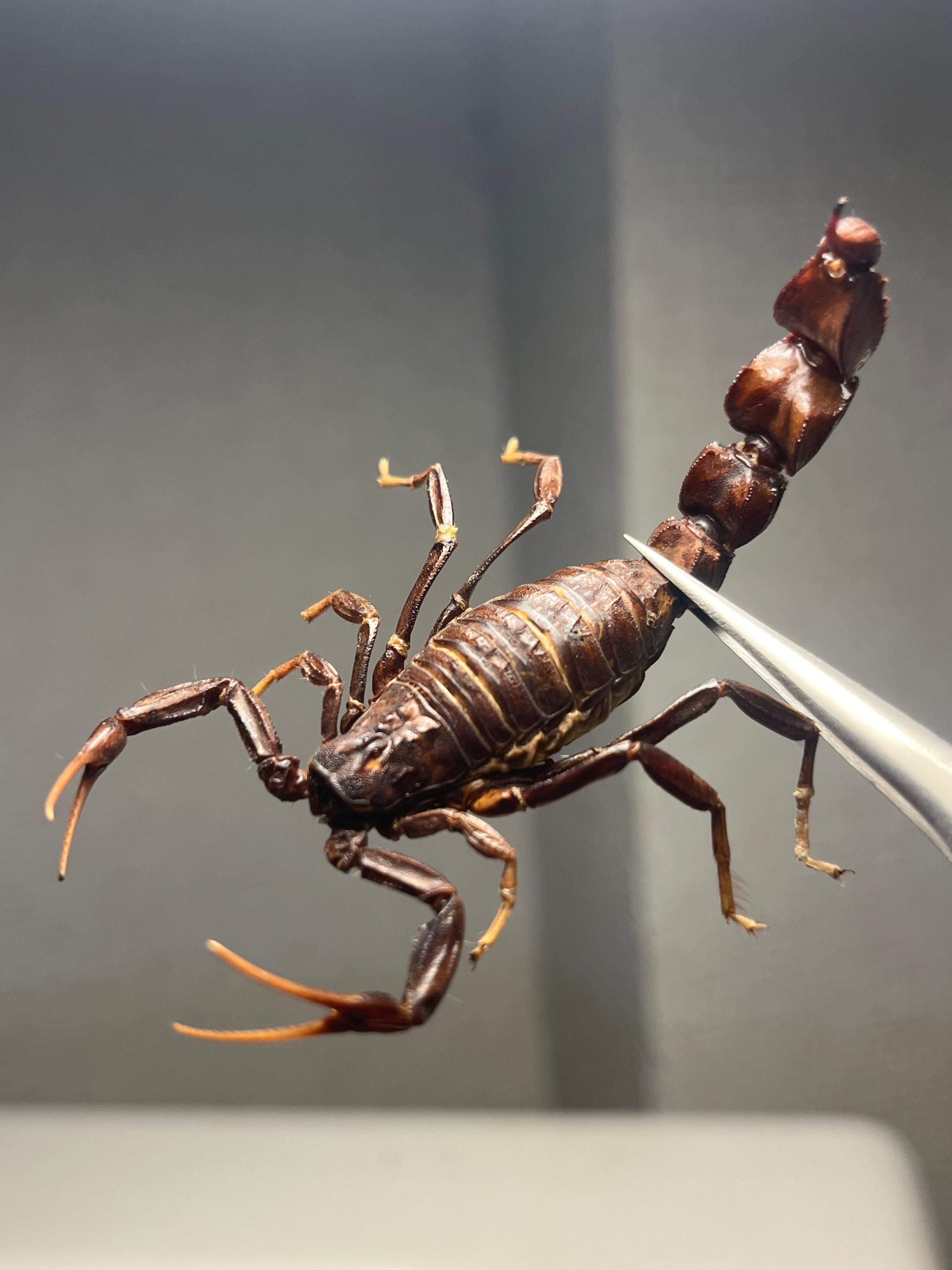 サソリ | オモニキチュウ