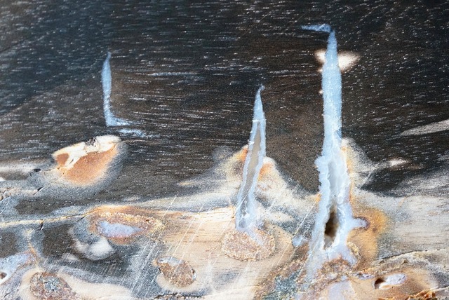 インドネシア産珪化木 Petrified Wood 751