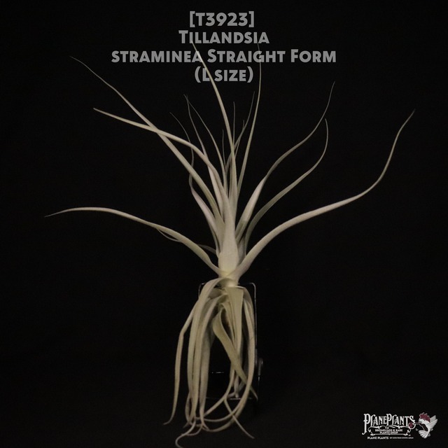 【送料無料】straminea Straight form〔エアプランツ〕現品発送T3922