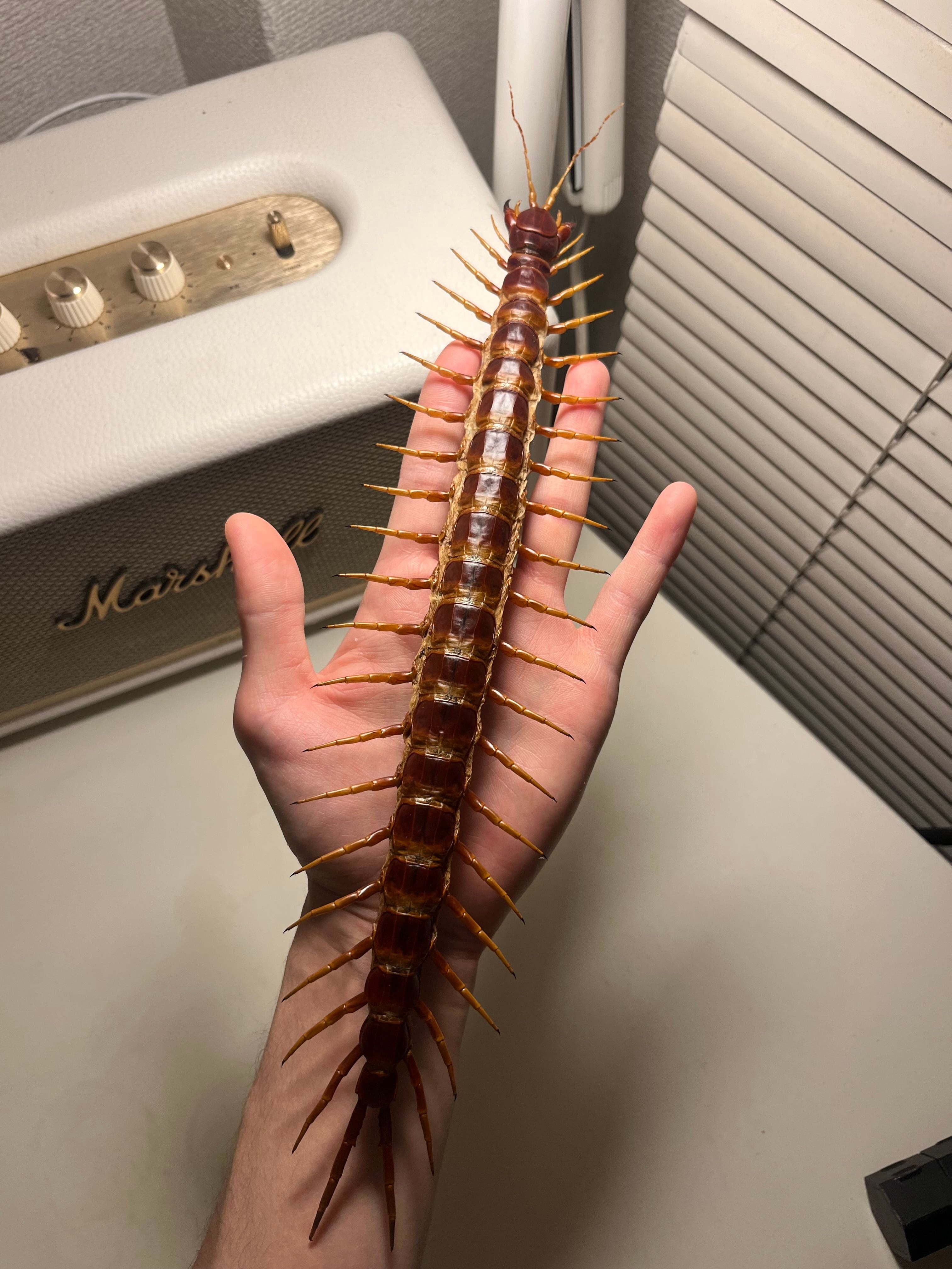 超特大】ロブスターオオムカデセンチピード標本 全長35cm程Scolopendra