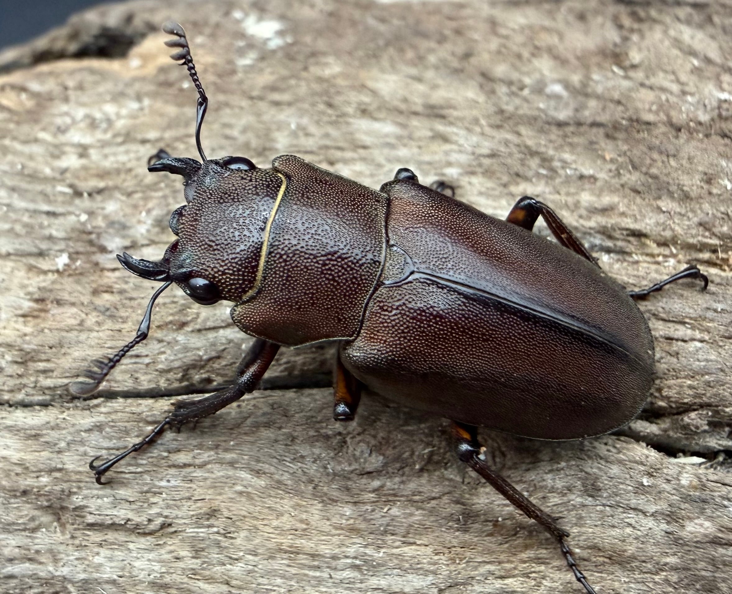 ホソアカクワガタの仲間 | KPW公式オンラインショップ