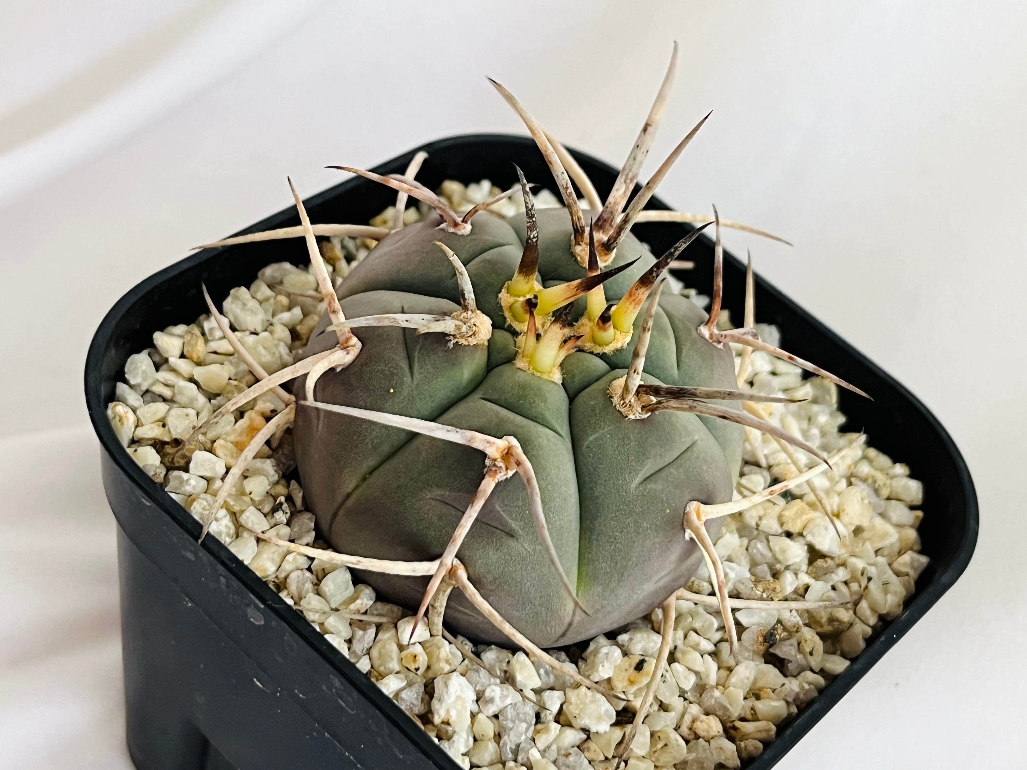 Gymnocalycium cardenasianum ギムノカリキウム 光琳玉 サボテン