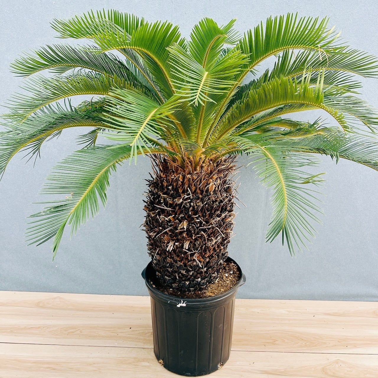 現品］存在感抜群！ 63番 ソテツ 10号 観葉植物 大型 屋外 綺麗 幹太