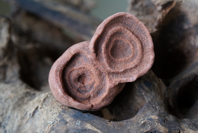 ストロマトライト 波状結晶　Stromatolite