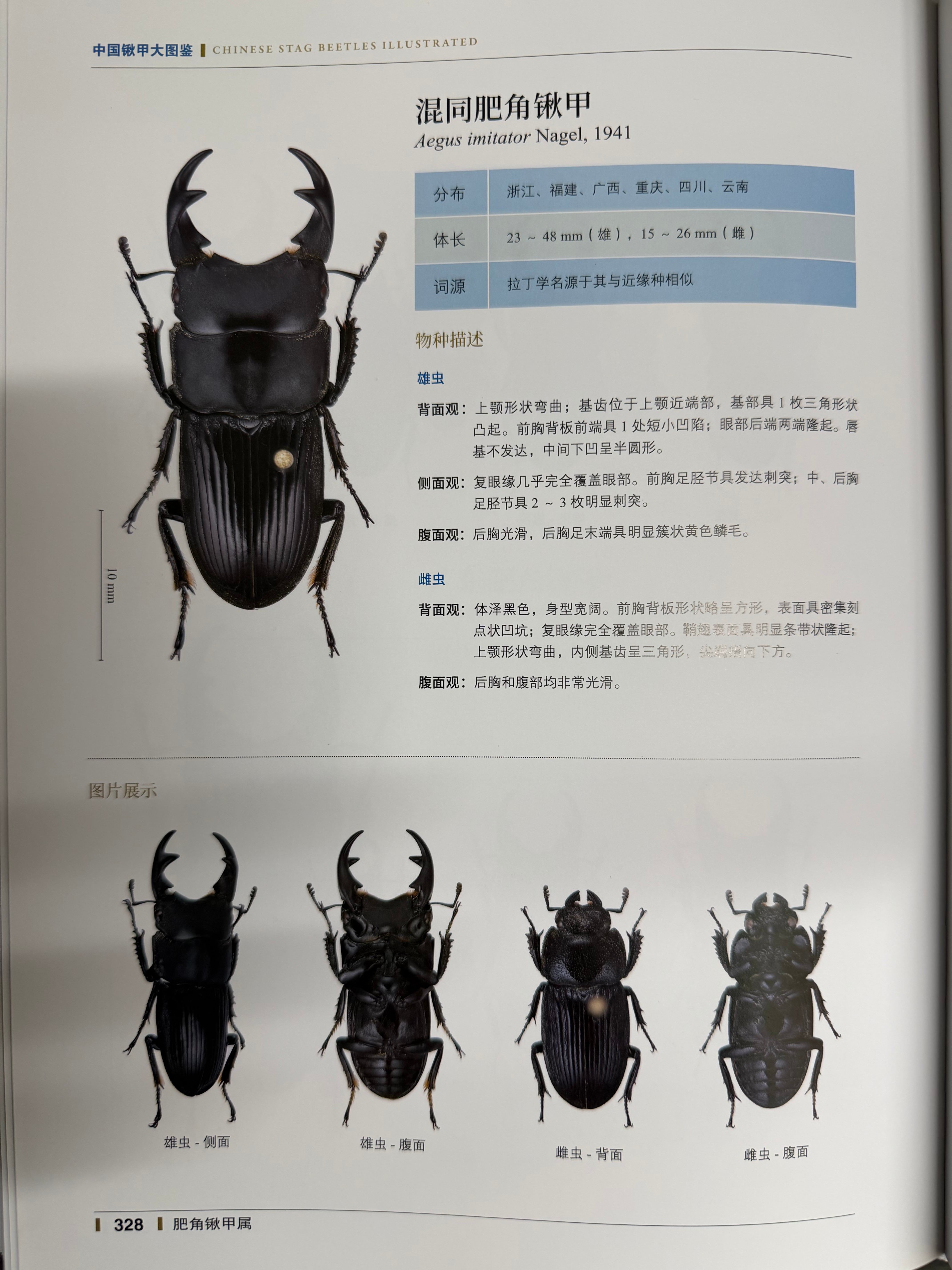 台湾のネブトクワガタ 3ペア ⁄ ☆大型☆台湾 産☆ オニツヤクワガタ