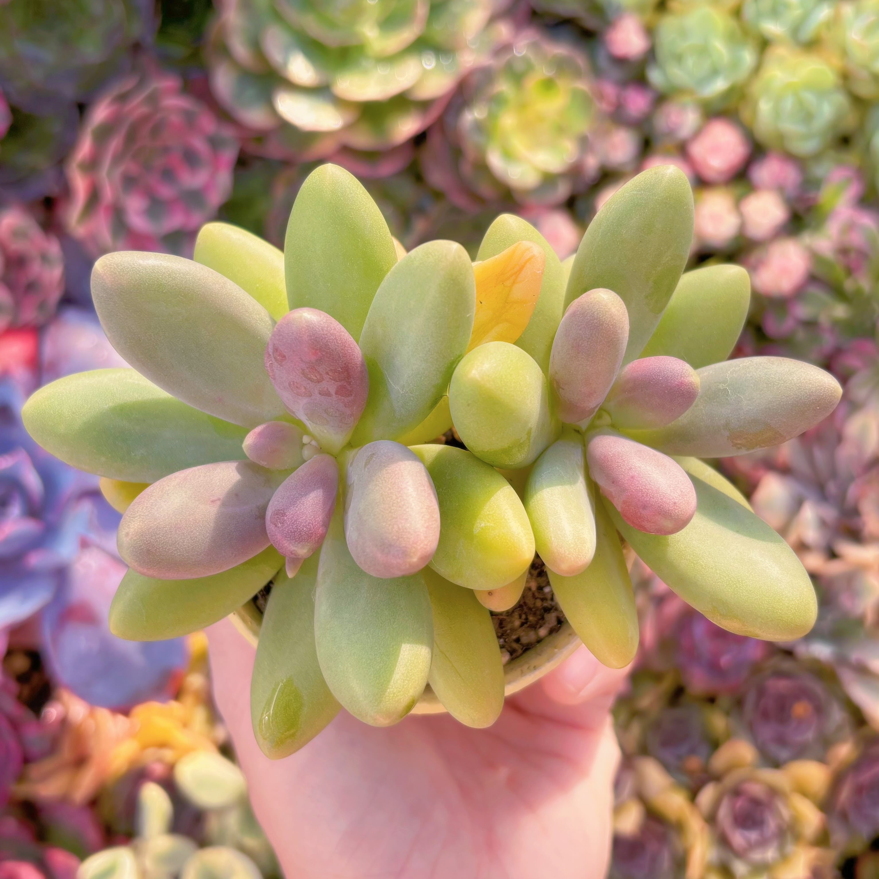 多肉植物　砂糖美人　群生　新入荷　るる農園