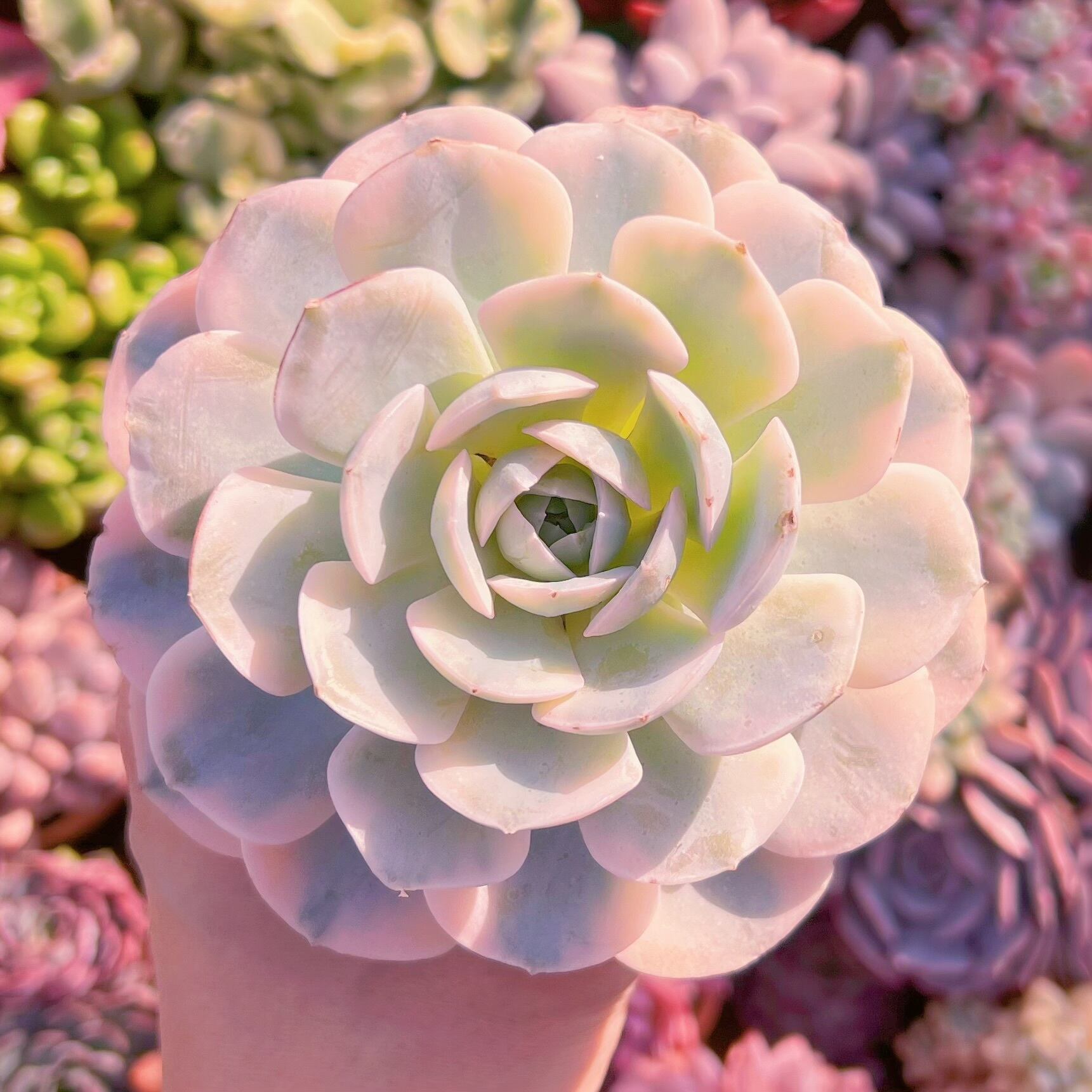 多肉植物　ルヨン二錦　新入荷　るる農園