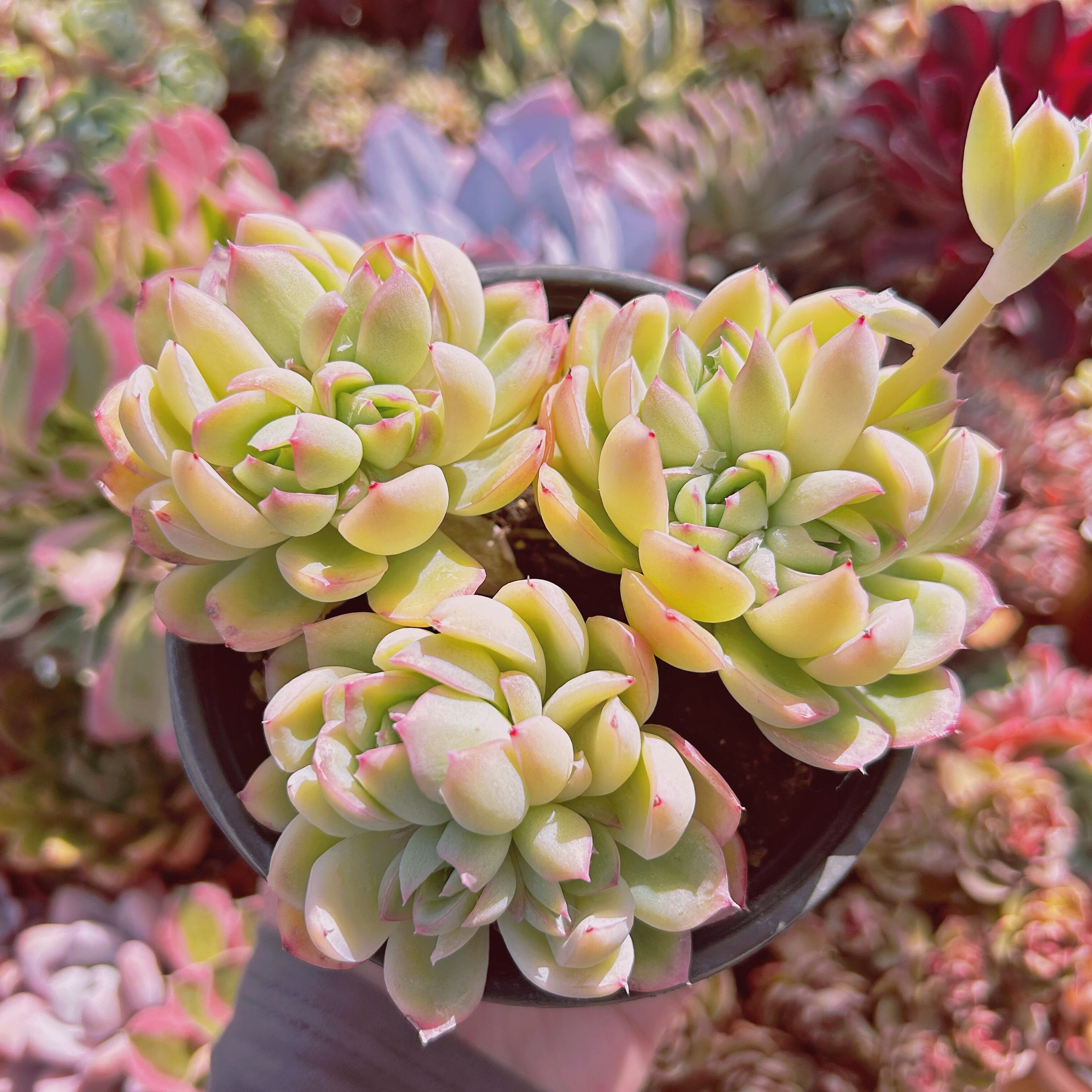 #008現物　多肉植物　ストロベリーアイスxエレガンス　特大　抜き苗