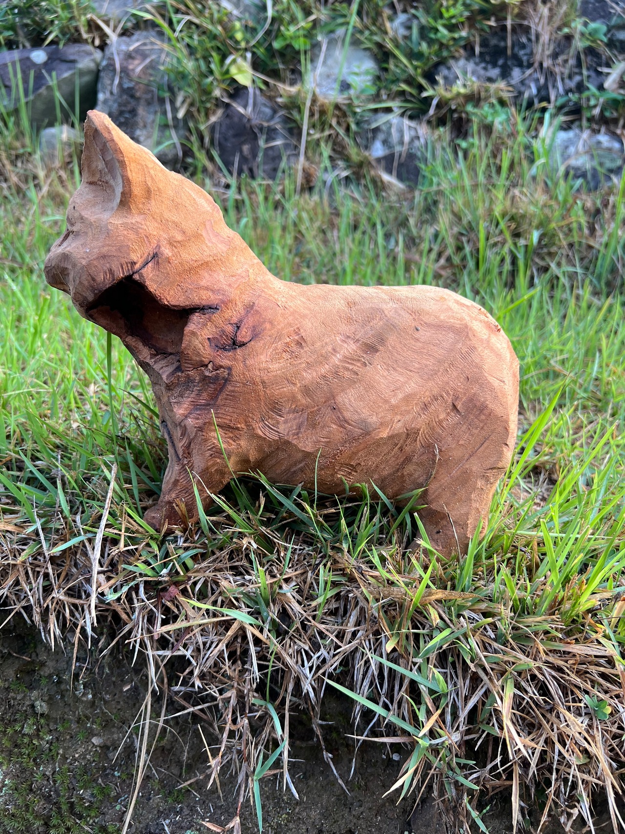 猫のヒゲ集め