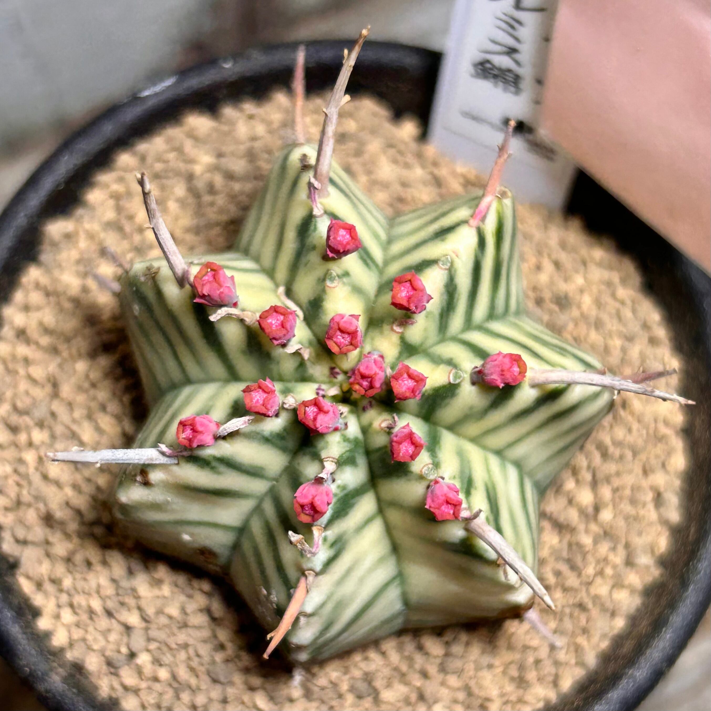 H)ユーフォルビア メロフォルミス錦 | RuPo 多肉植物専門店