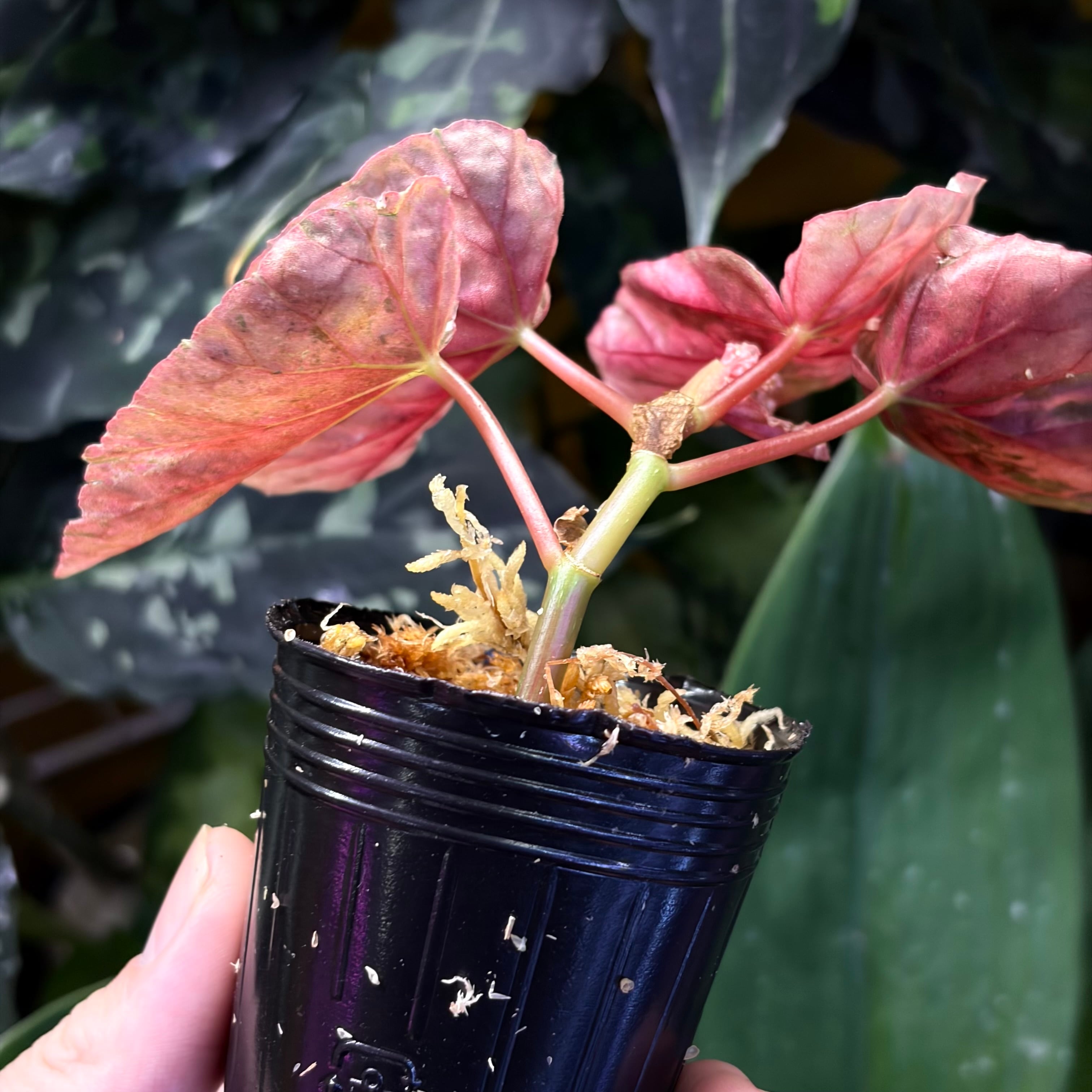 Begonia Snow Capped 'Pink Variegated' ベゴニア スノーキャップド