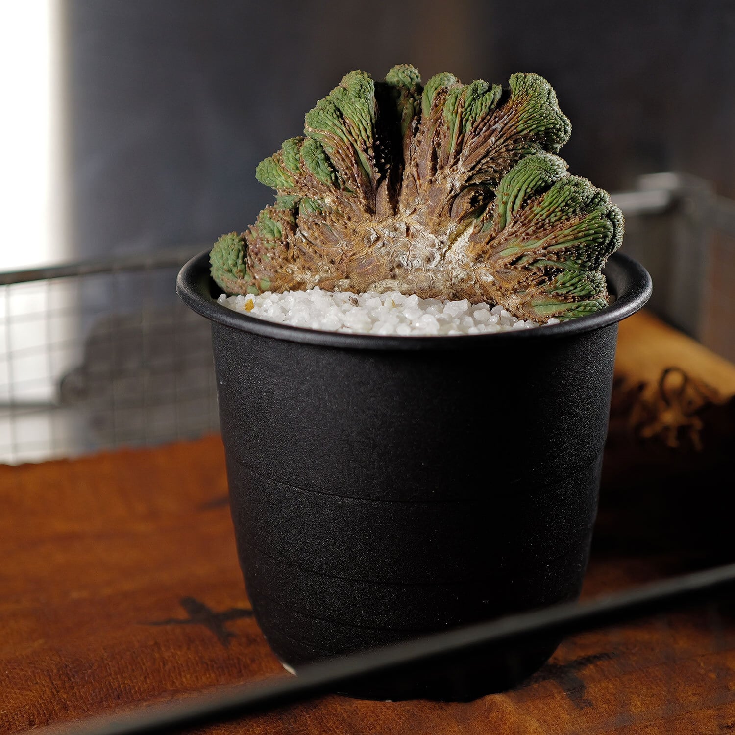 超厳選株】超大株 直径約9cm ヴィンテージ 仔吹き マウンテン オベサ