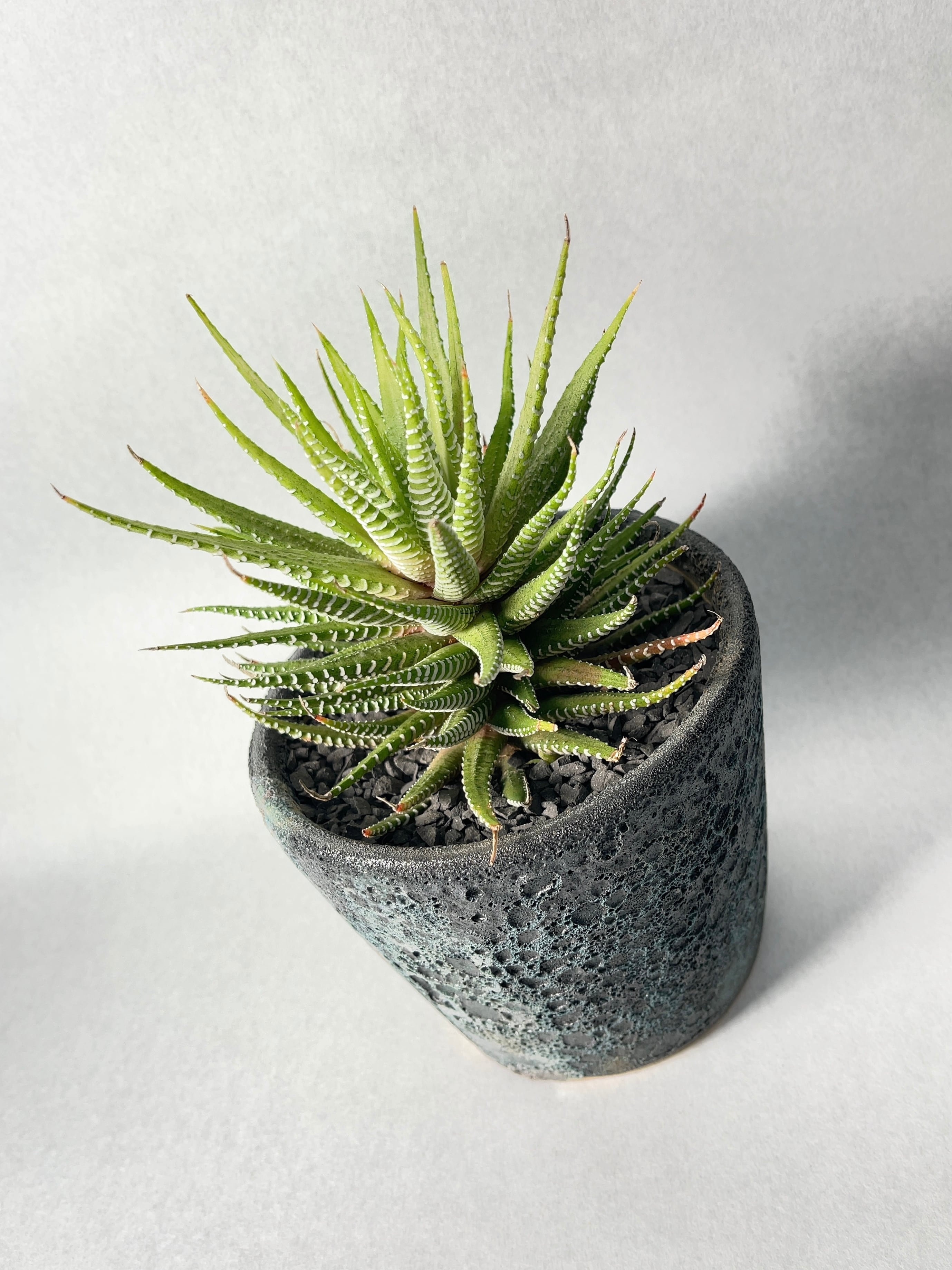 ハオルチア・白蝶 | trigger