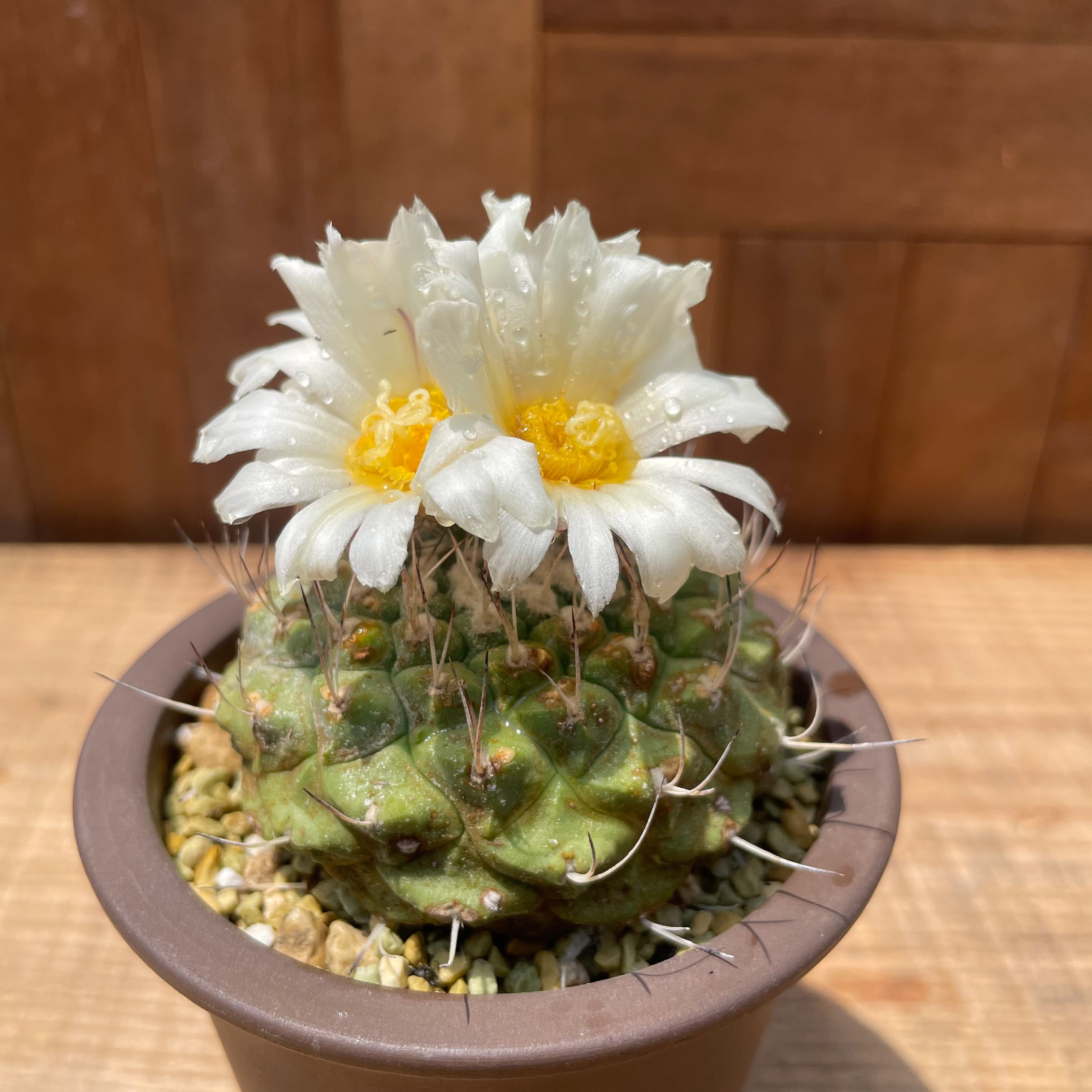 サボテン　ストロンギランポー　大株 サボテン ストロンギランポー 大株