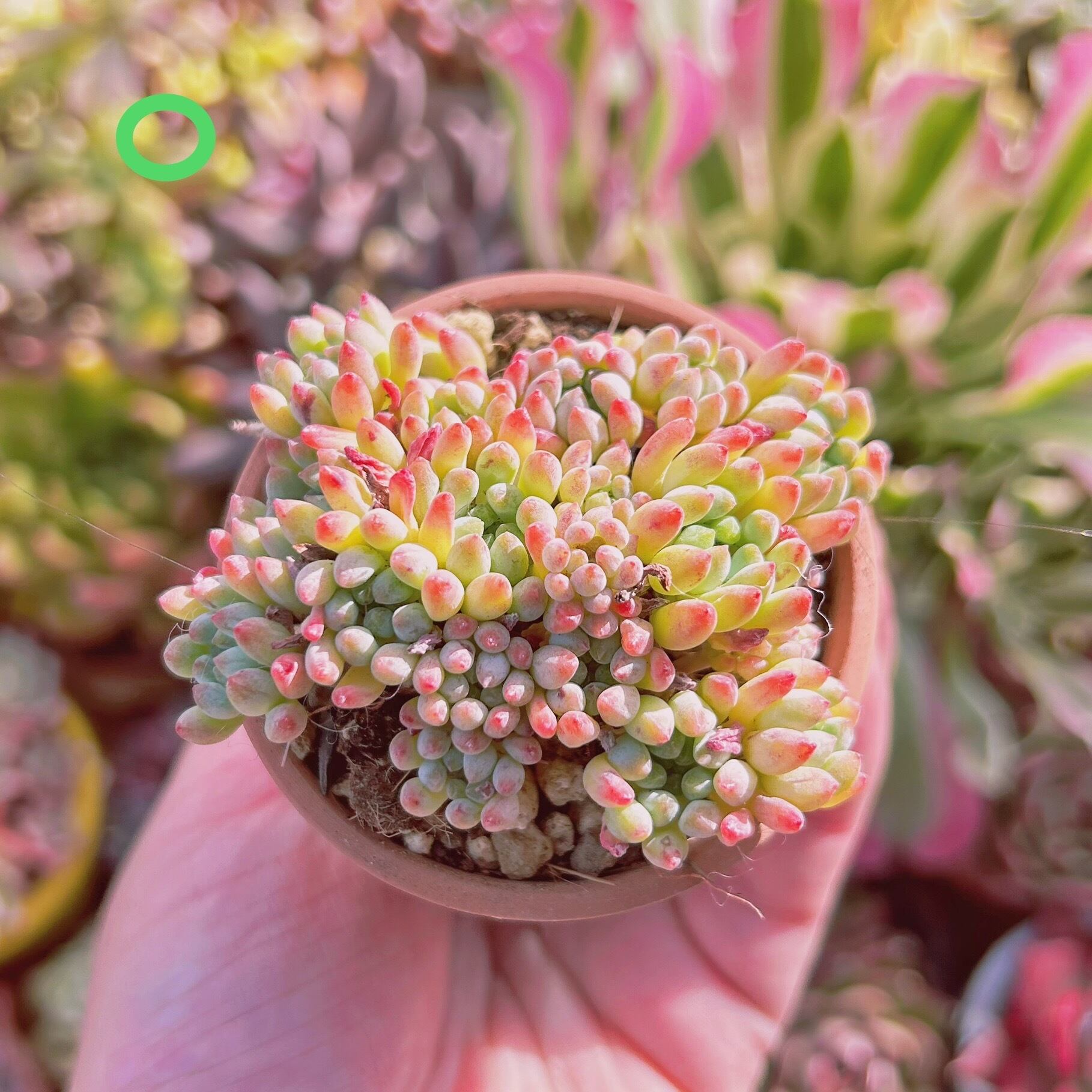 現物　多肉植物　花火