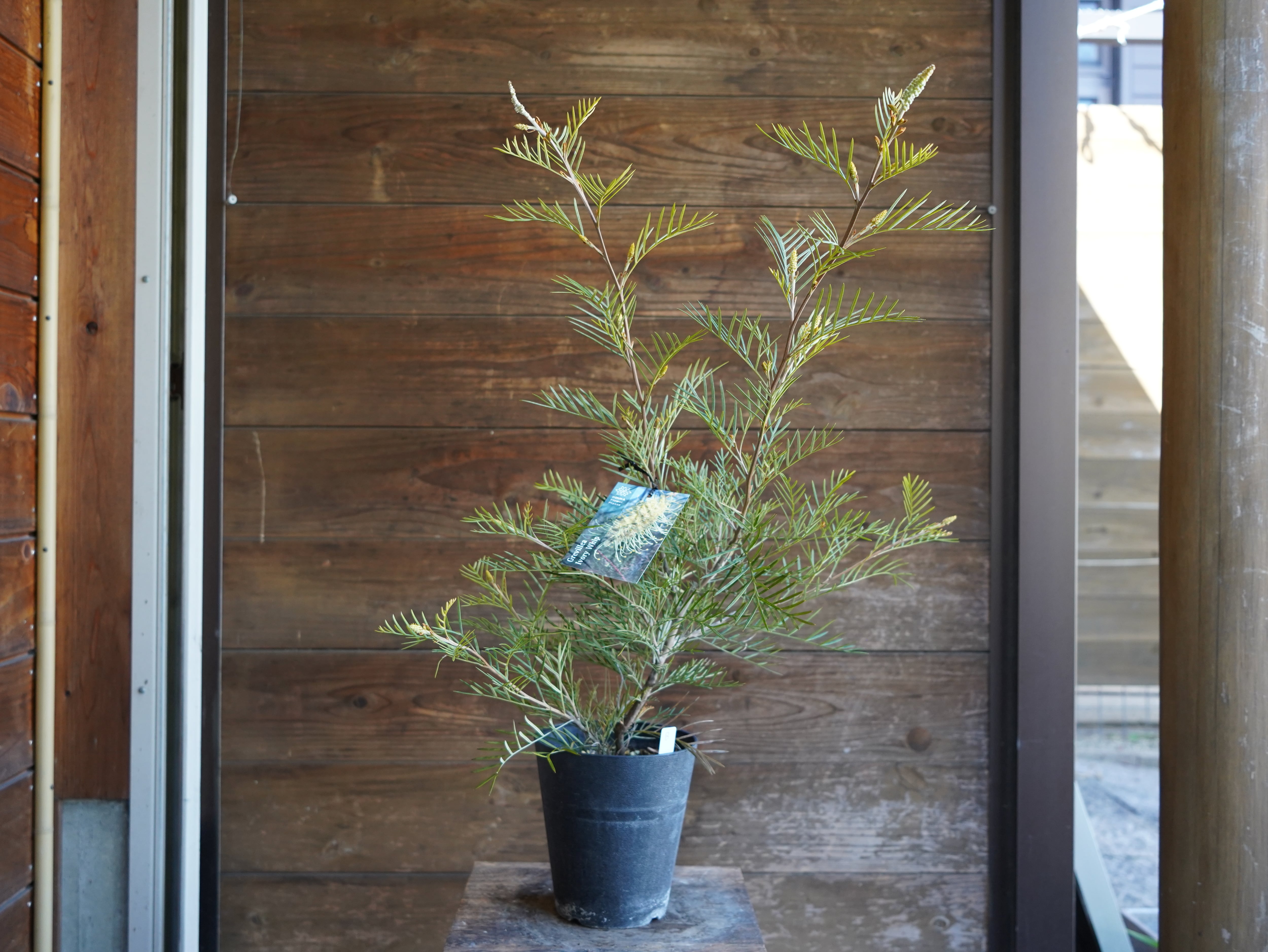 【現物】グレビレア　”アイボリーホイップ”　B