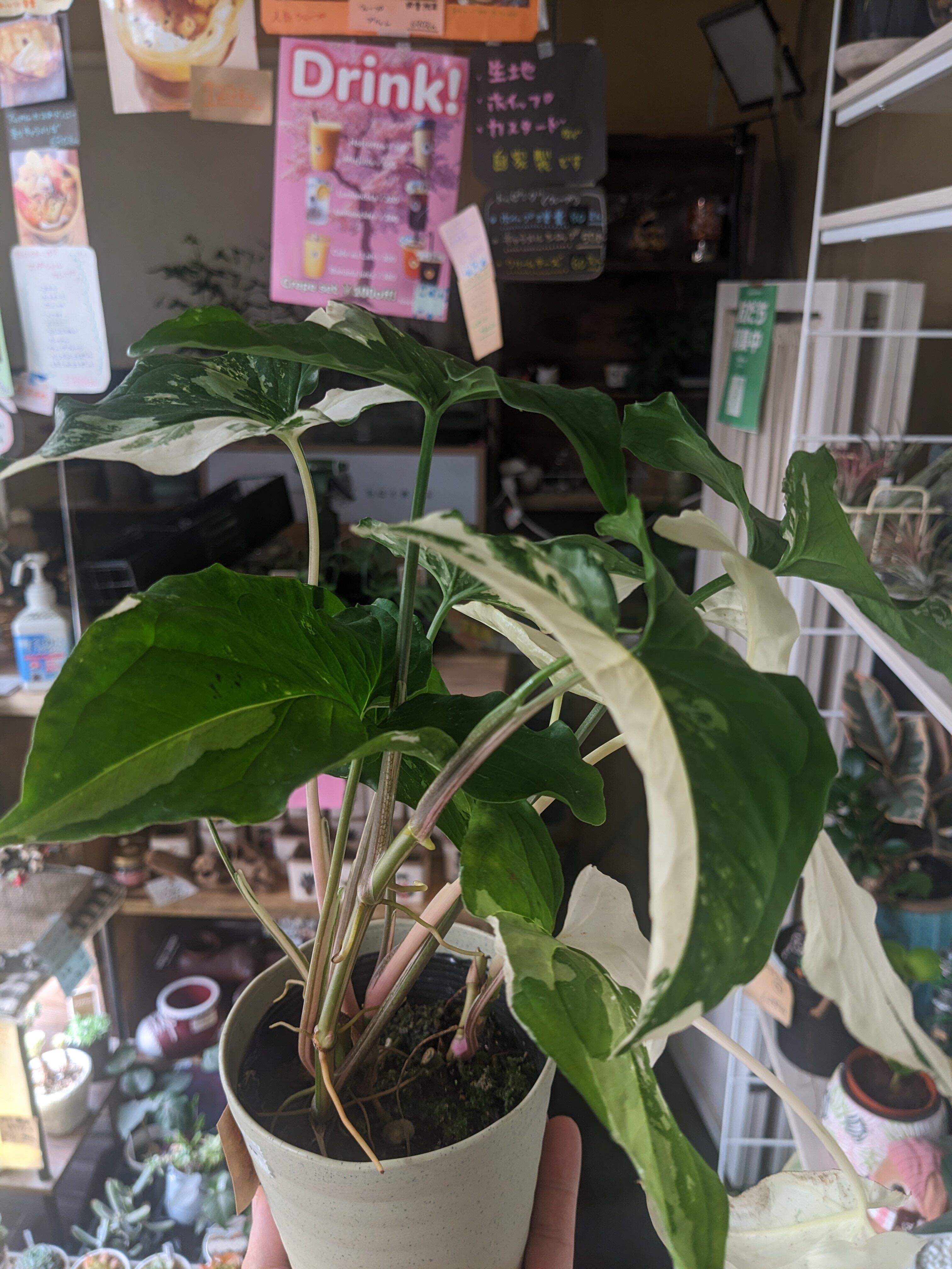 現品］【希少】2番 ドラセナ レモンサプライズ 8号 観葉植物 室内 黄