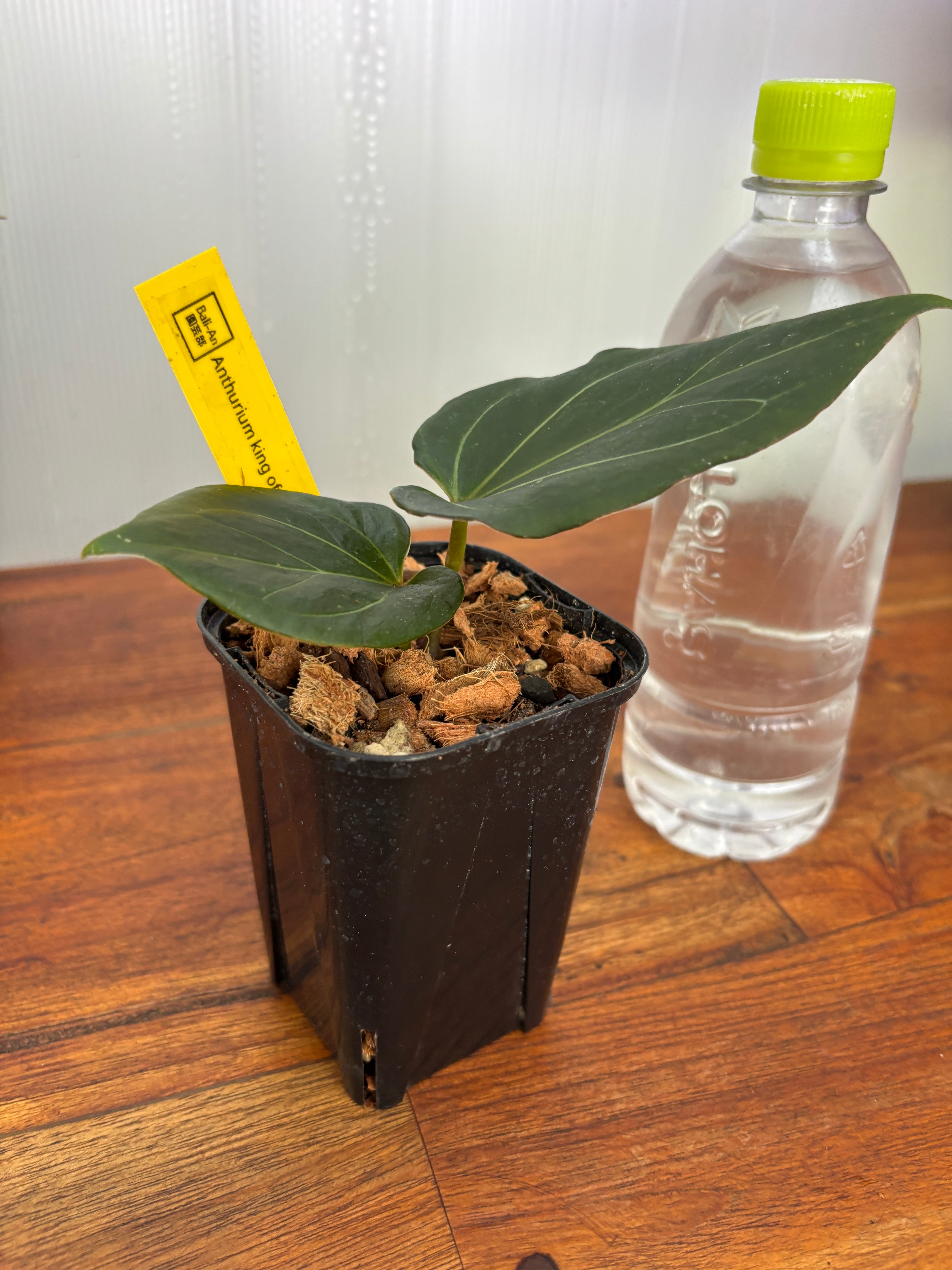Anthurium | BALI-AN 園芸