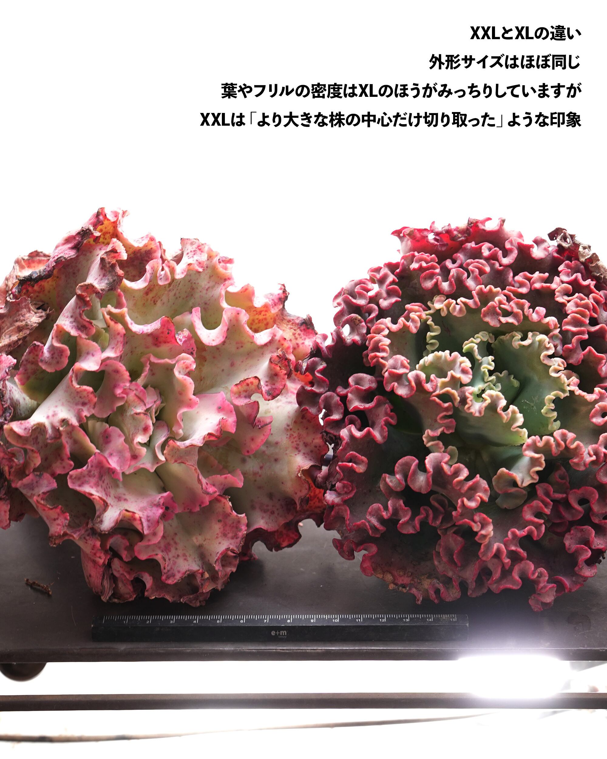 カット苗 メリディアン XXL 18cm大株＋極太茎 Echeveria 'Meridian