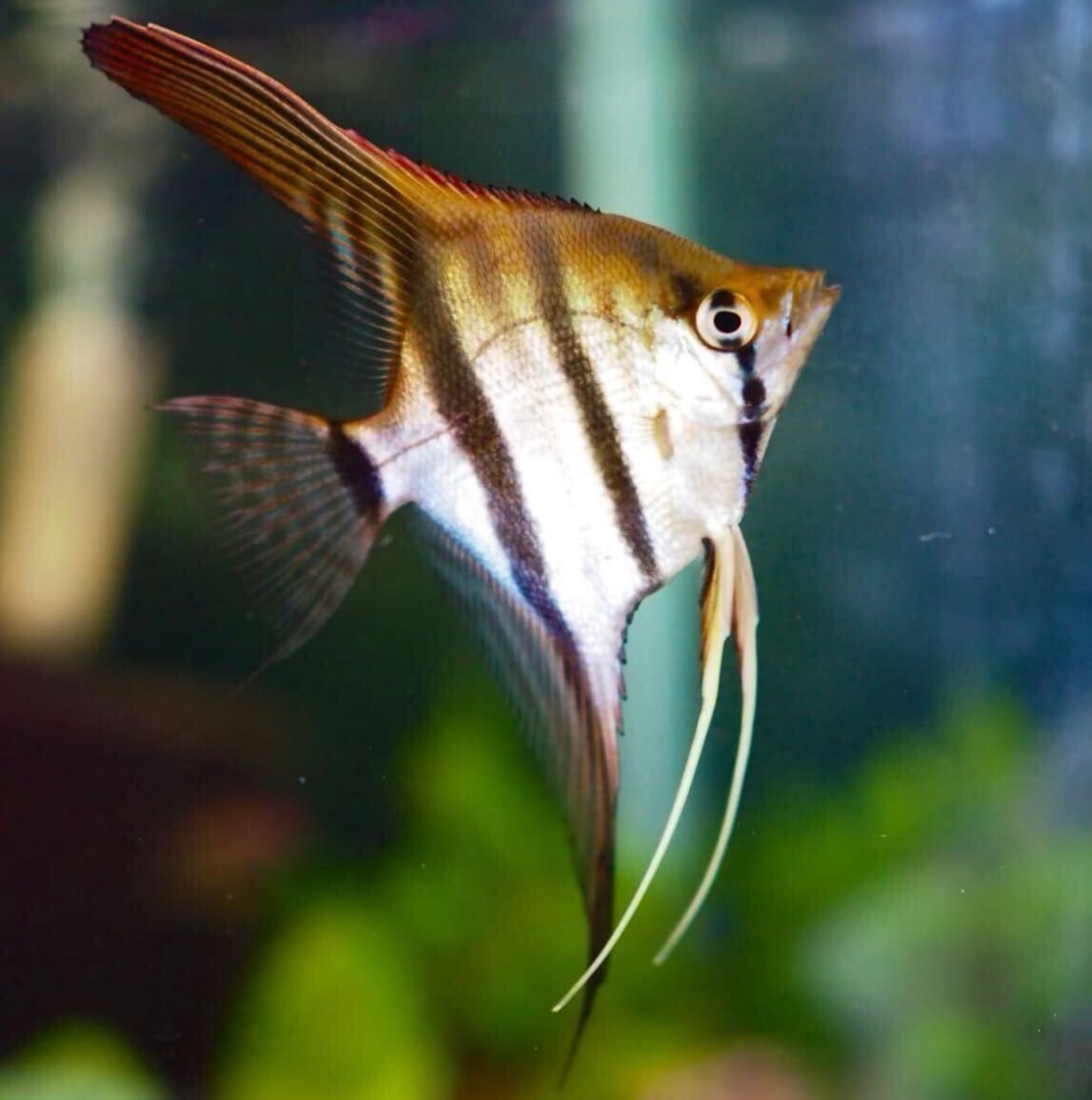 国産 ネグロアルタムエンゼル レッドショルダー サンタイザベル 1匹