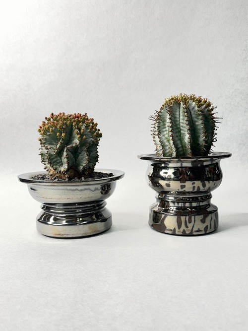 【 INDIVIDUALITY 】雌と雄