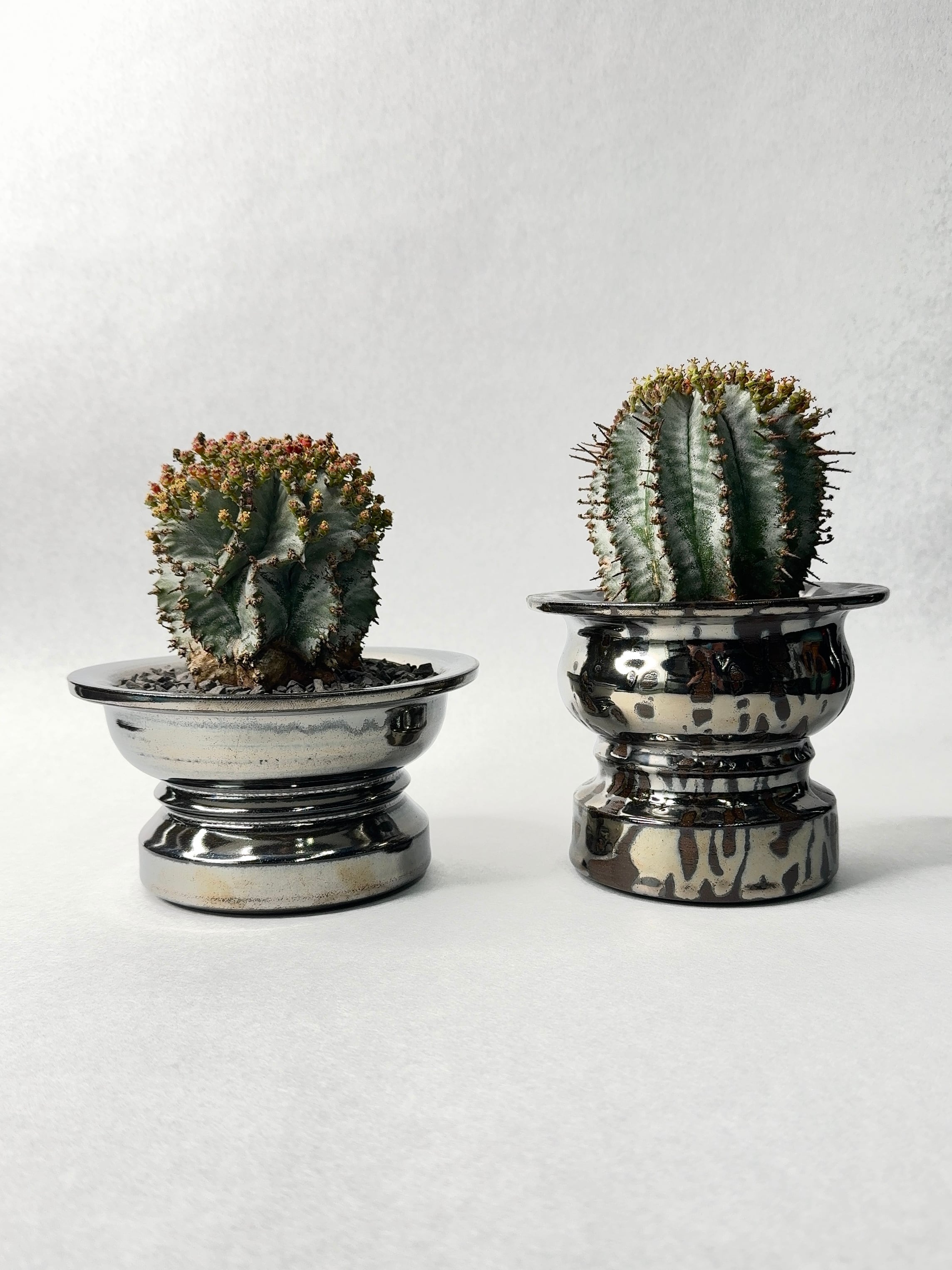 【 INDIVIDUALITY 】雌と雄