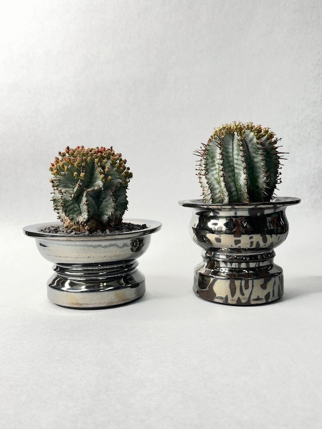 【 INDIVIDUALITY 】雌と雄