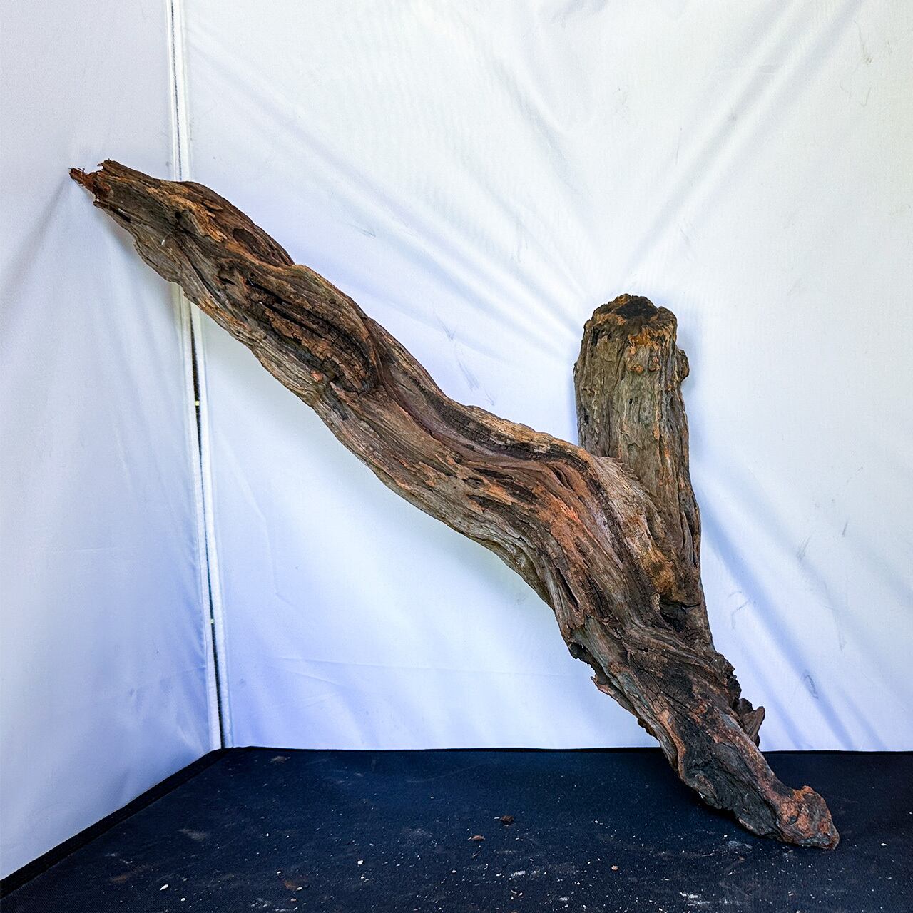 原生の記憶を刻む生命の証し】ディープホーンウッド/Deep Hornwood