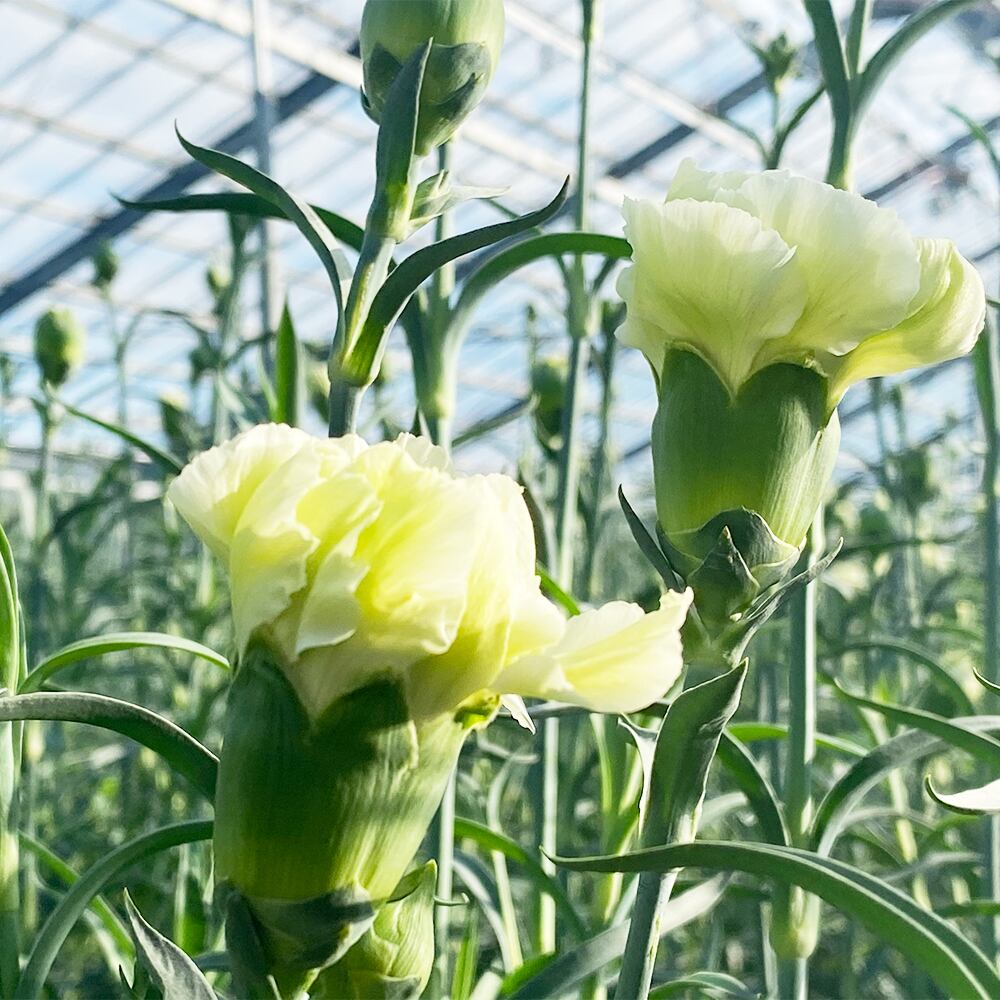 カーネーション アクティバ 本 精華園 岩田秀一 よいはな Yoihana 最高品質のお花をお届けするネット通販