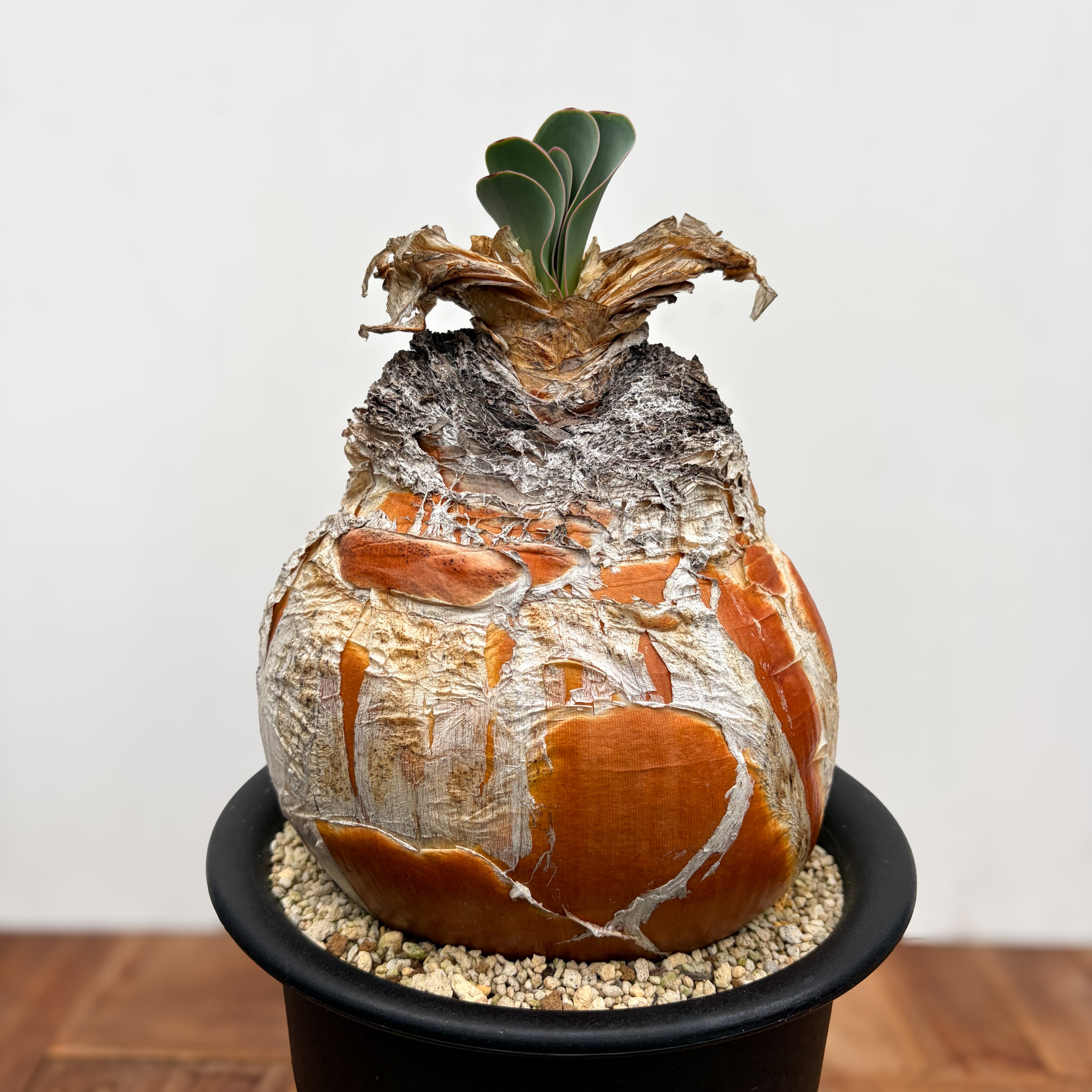 Boophane haemanthoides【ブーファン・ハエマンソイデス】 | RIMO'S