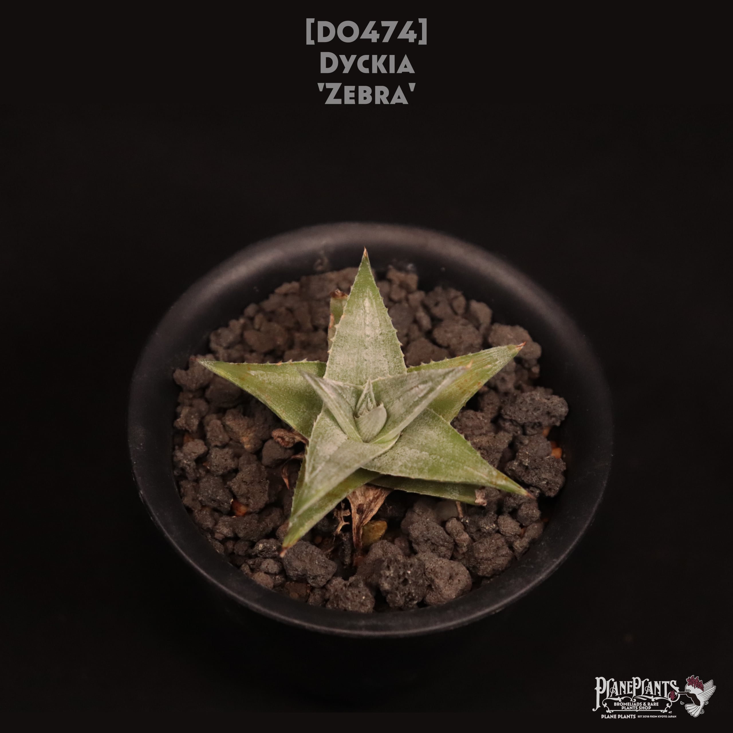 【送料無料】Dyckia 'Zebra'〔ディッキア〕現品発送D0474