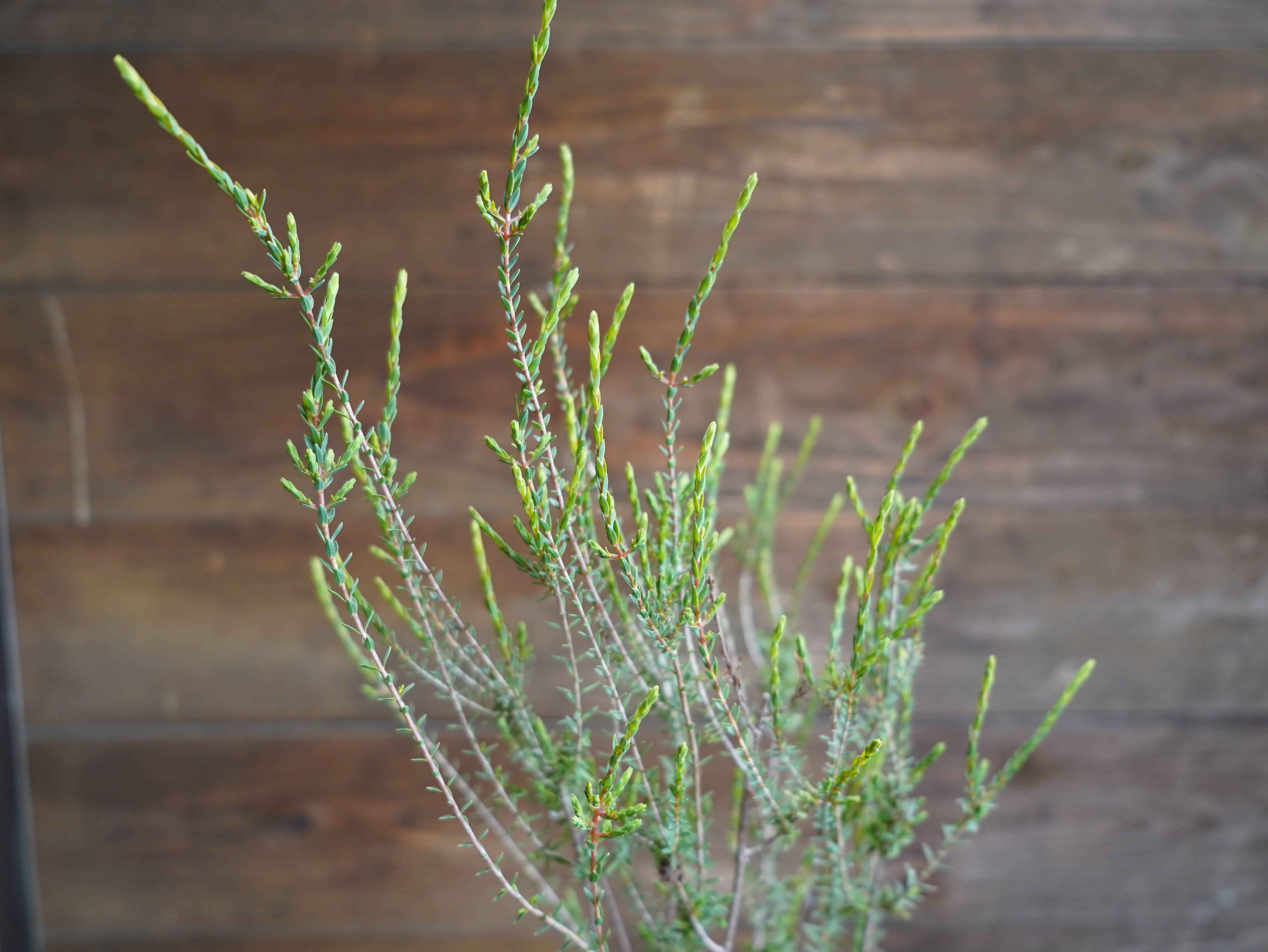 【現物】ビューフォーティア　プルプレア　C