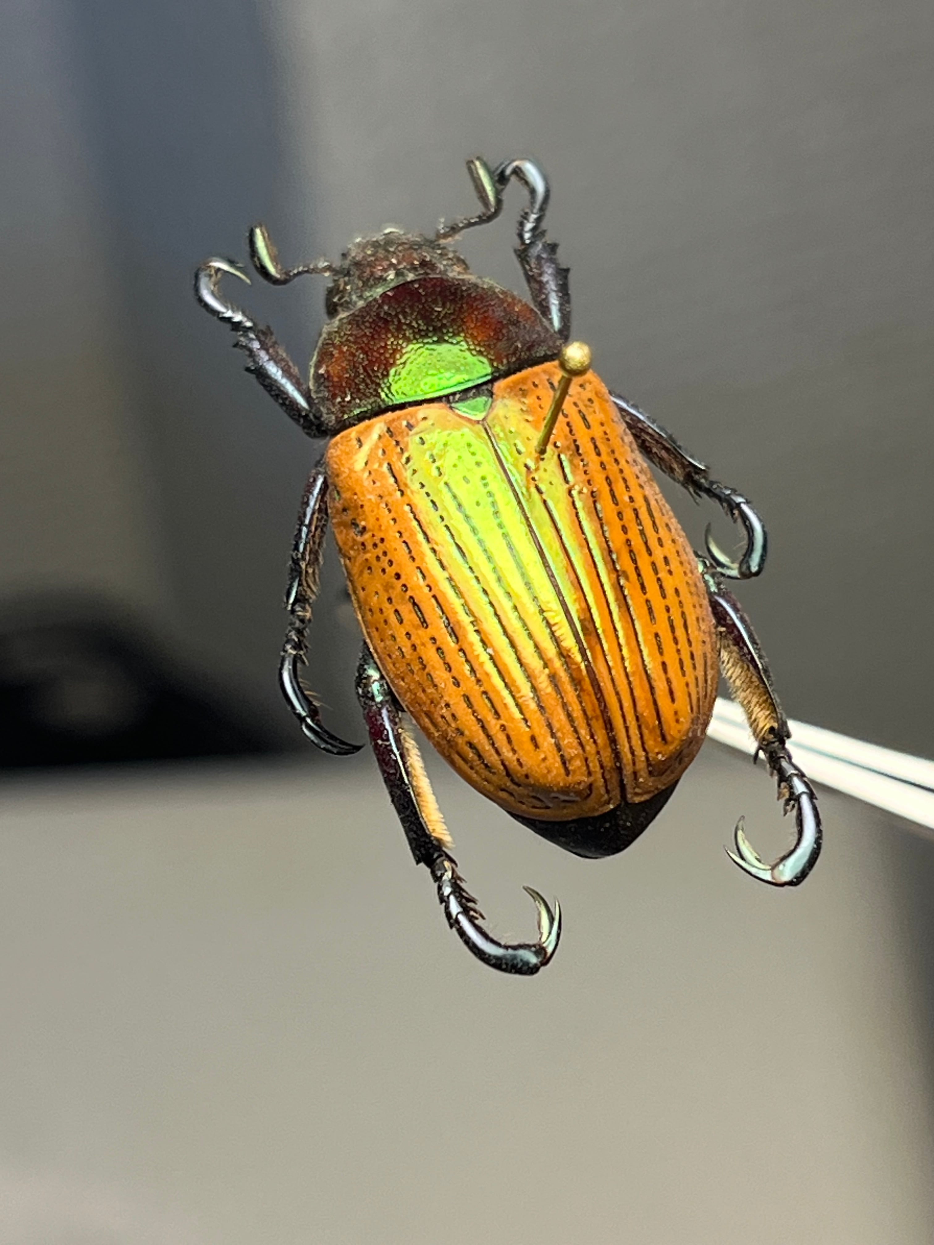 Pelidnota sanctijacobi プラチナコガネ 標本 Epichalcoplethis