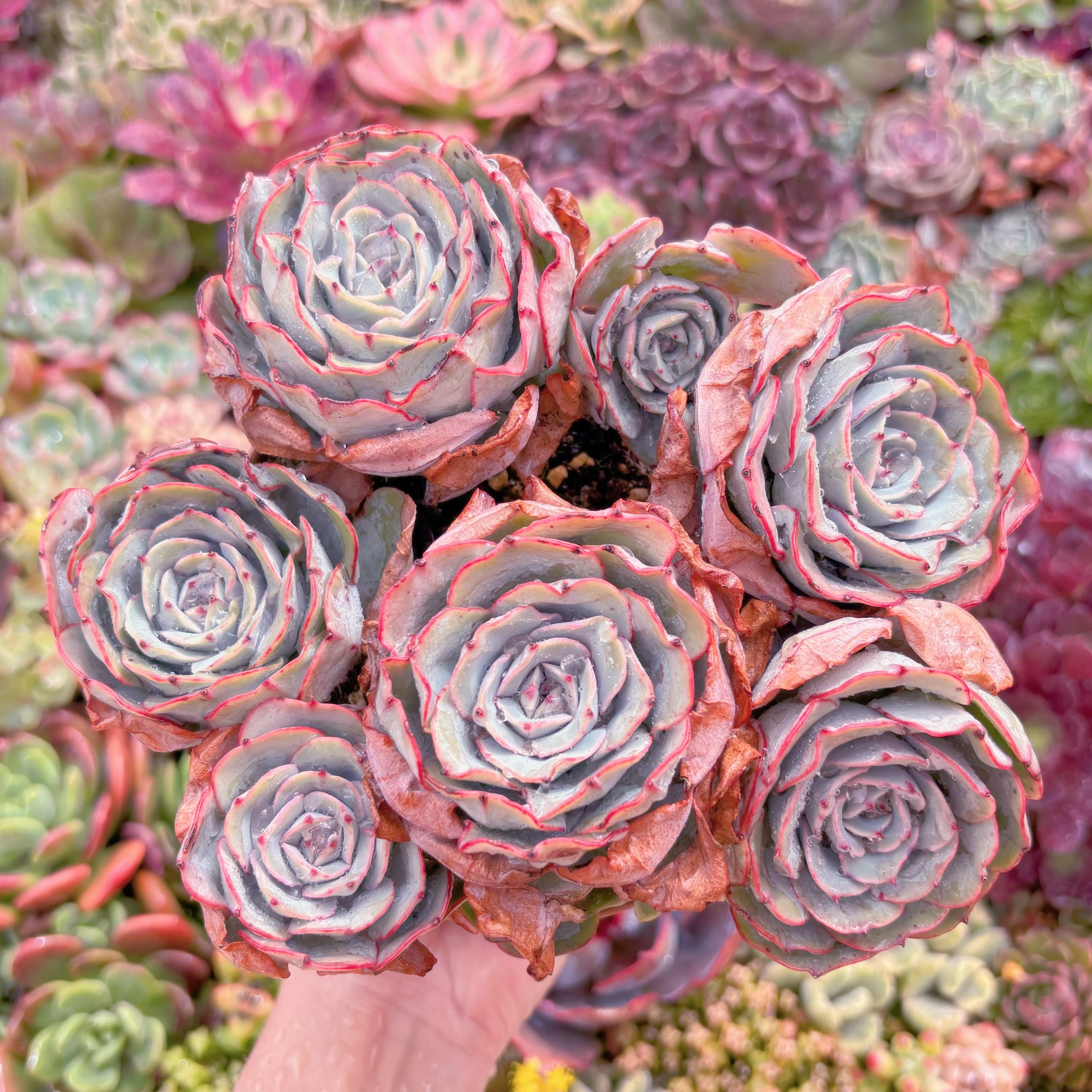 現品　アトランティス#A036　るる農園