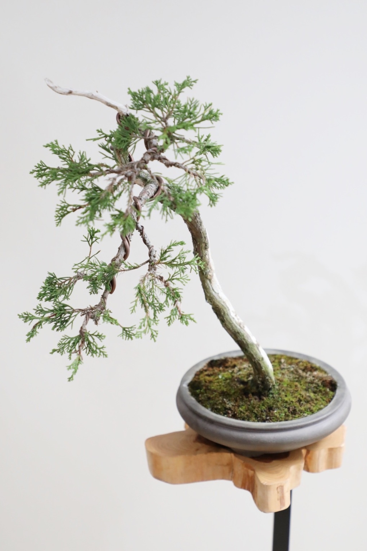 【M】糸魚川真柏 盆栽 ※推定樹齢30年/Juniper Shimpaku