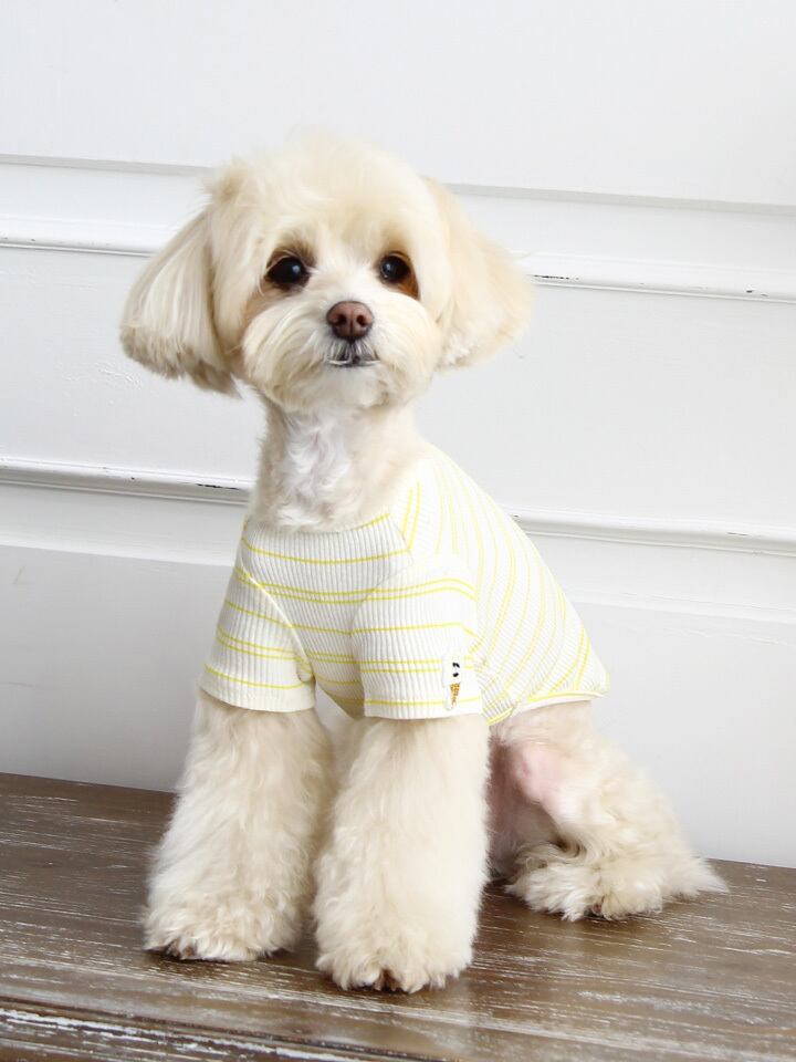 おしゃれな犬の服 Toto Roy アイスクリーム半袖tシャツ イエロー Ohanadog