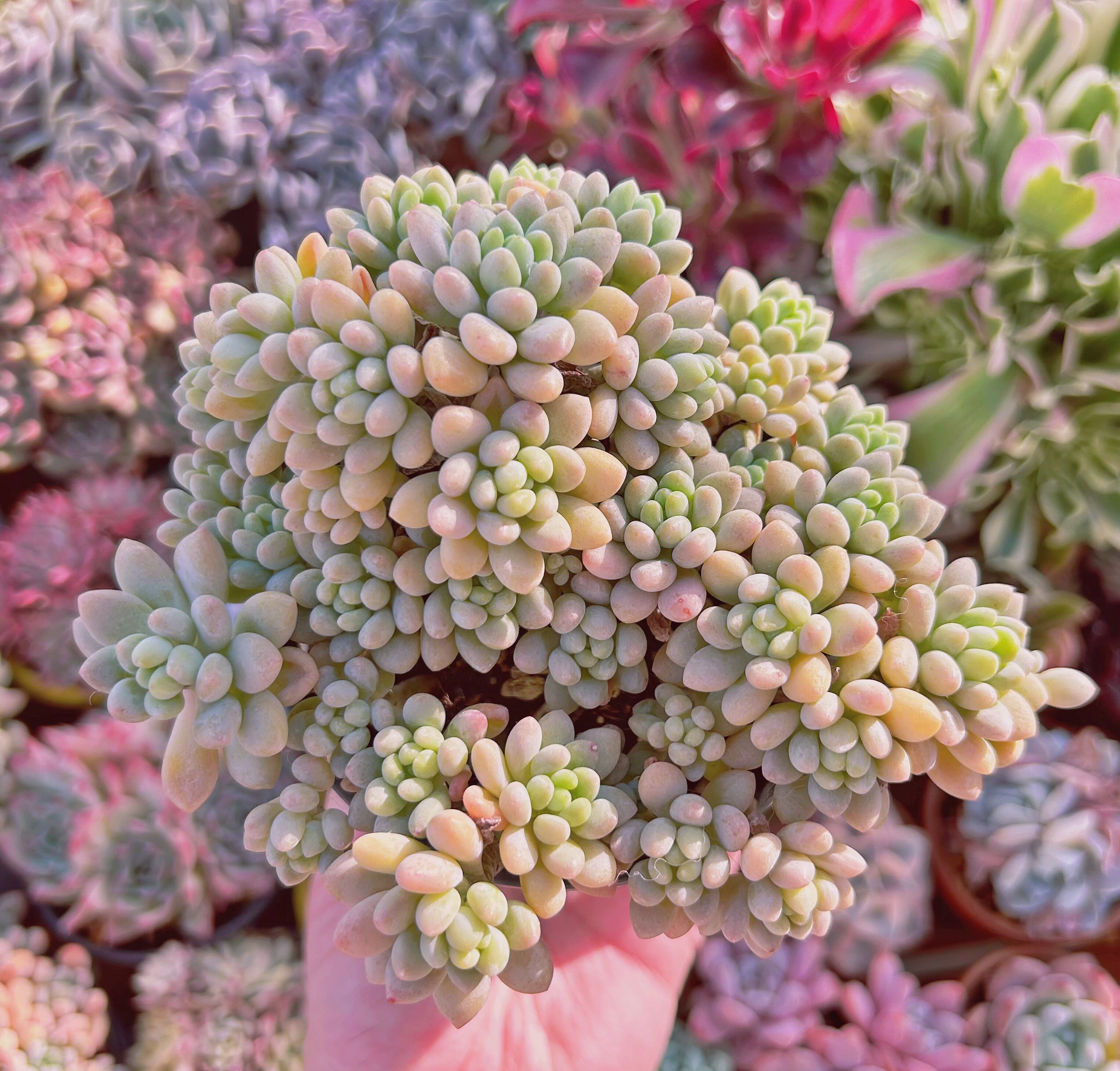 #339現物　多肉植物　ロココ　特大